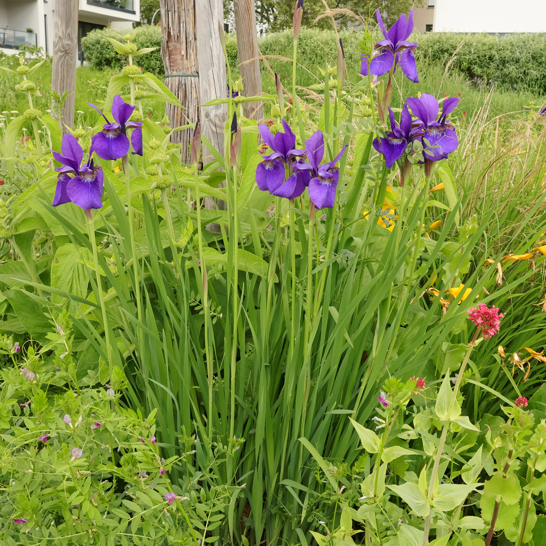 Iris sibirica cv.