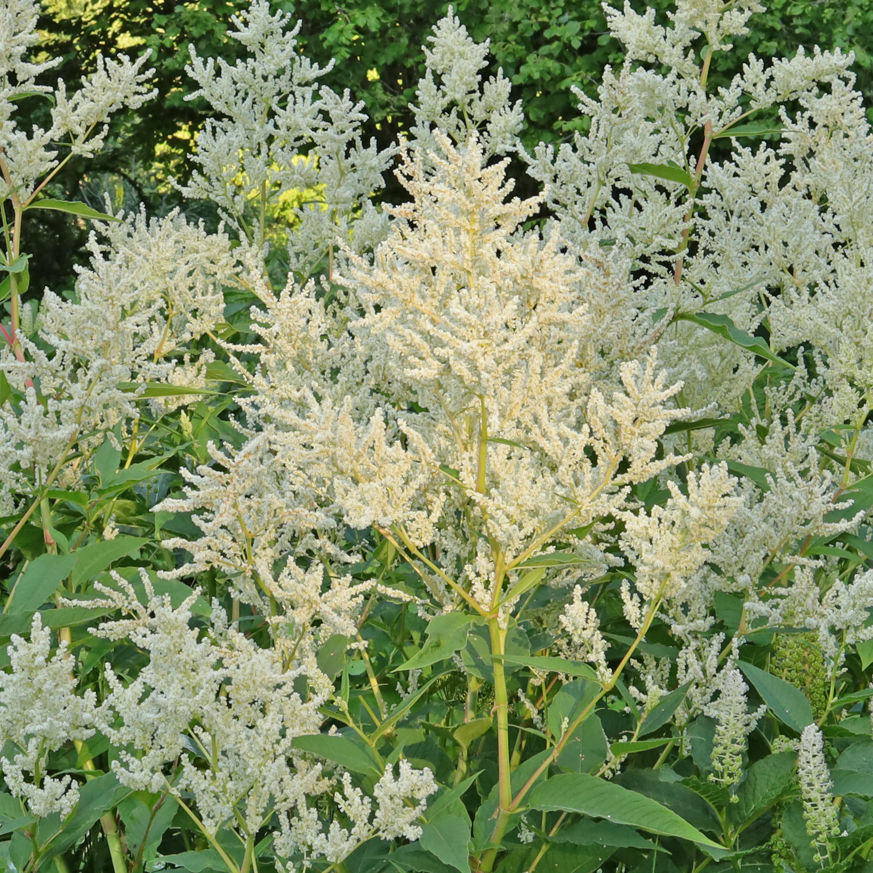 Koenigia × fennica Johanniswolke