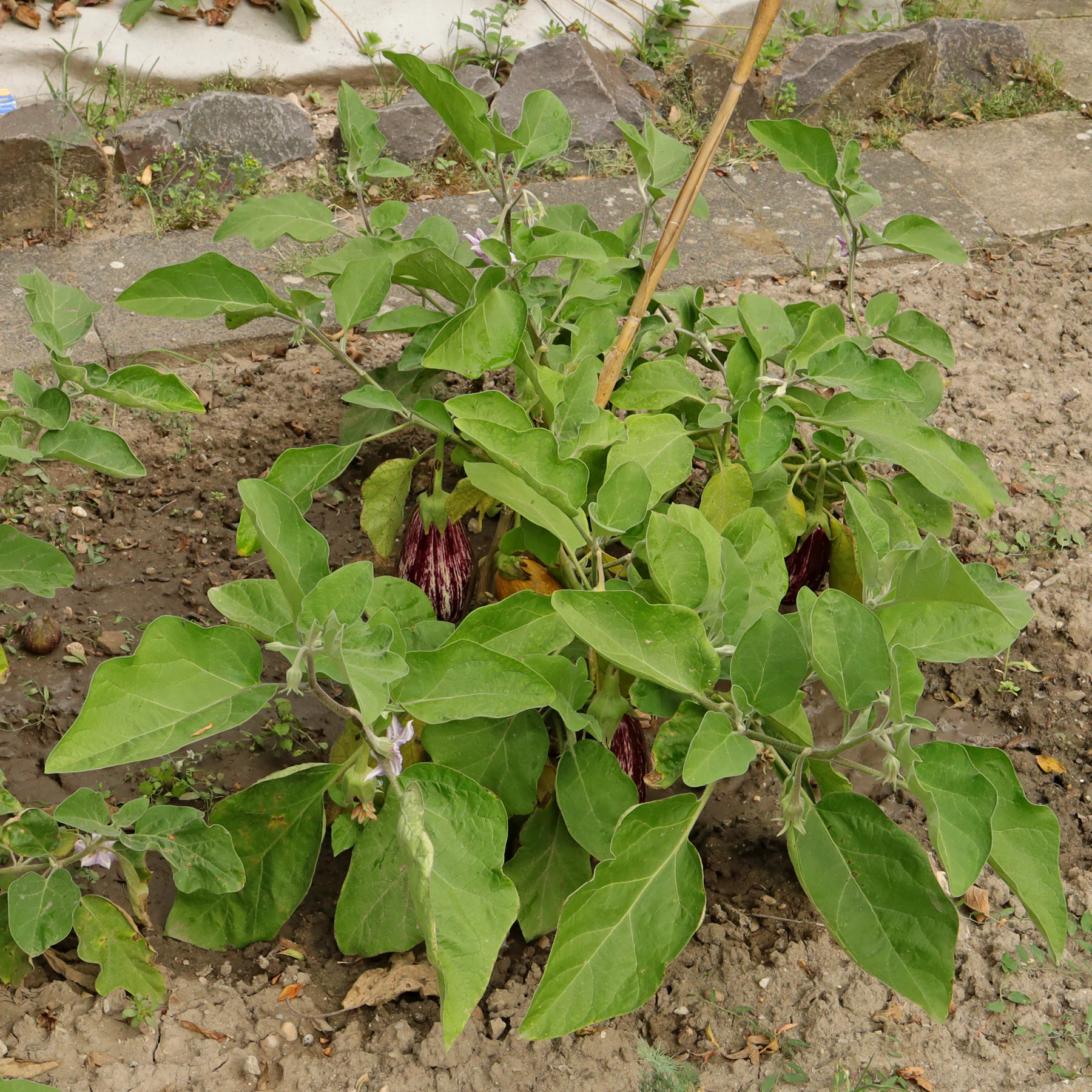 Solanum melongena Lucilla