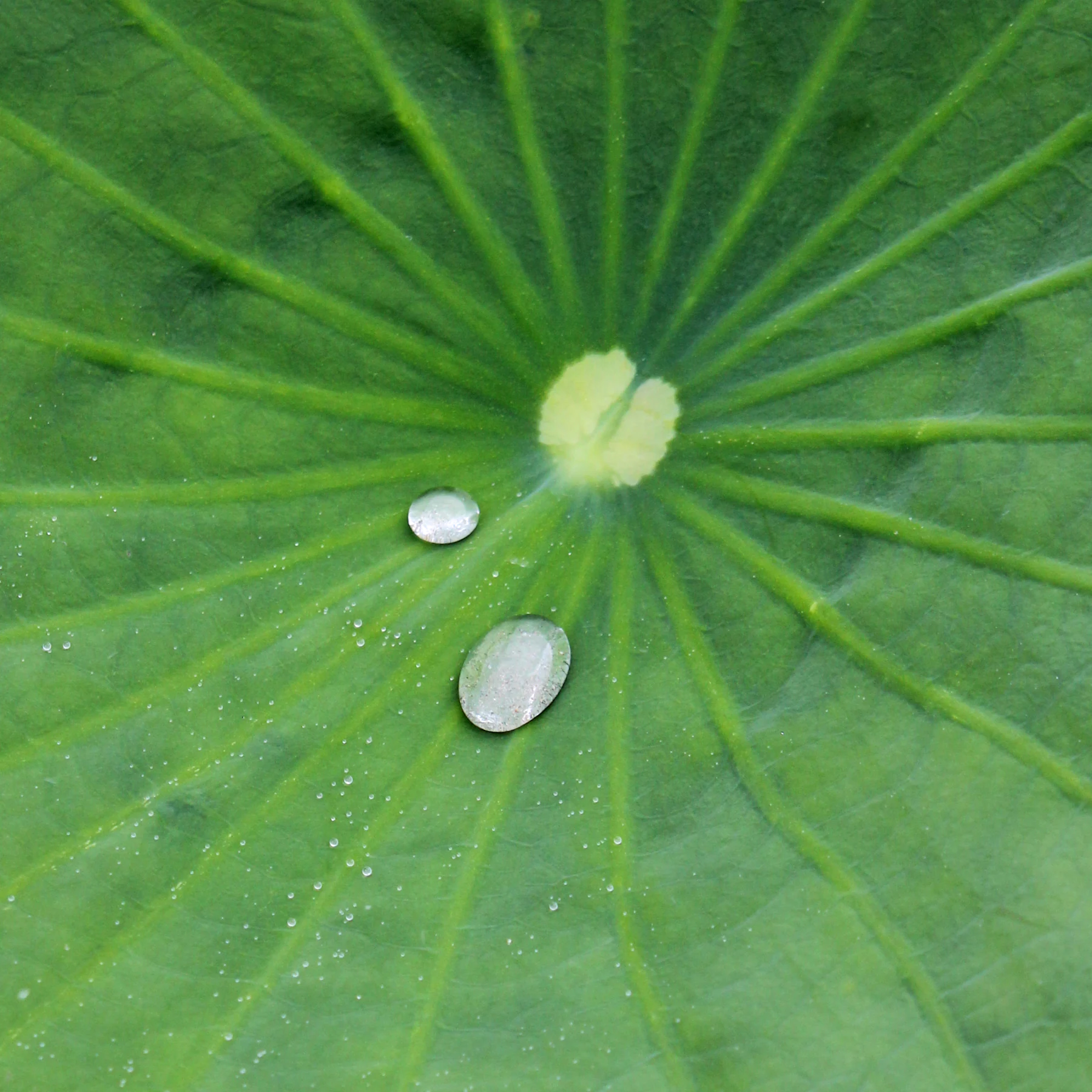 Lotuseffekt