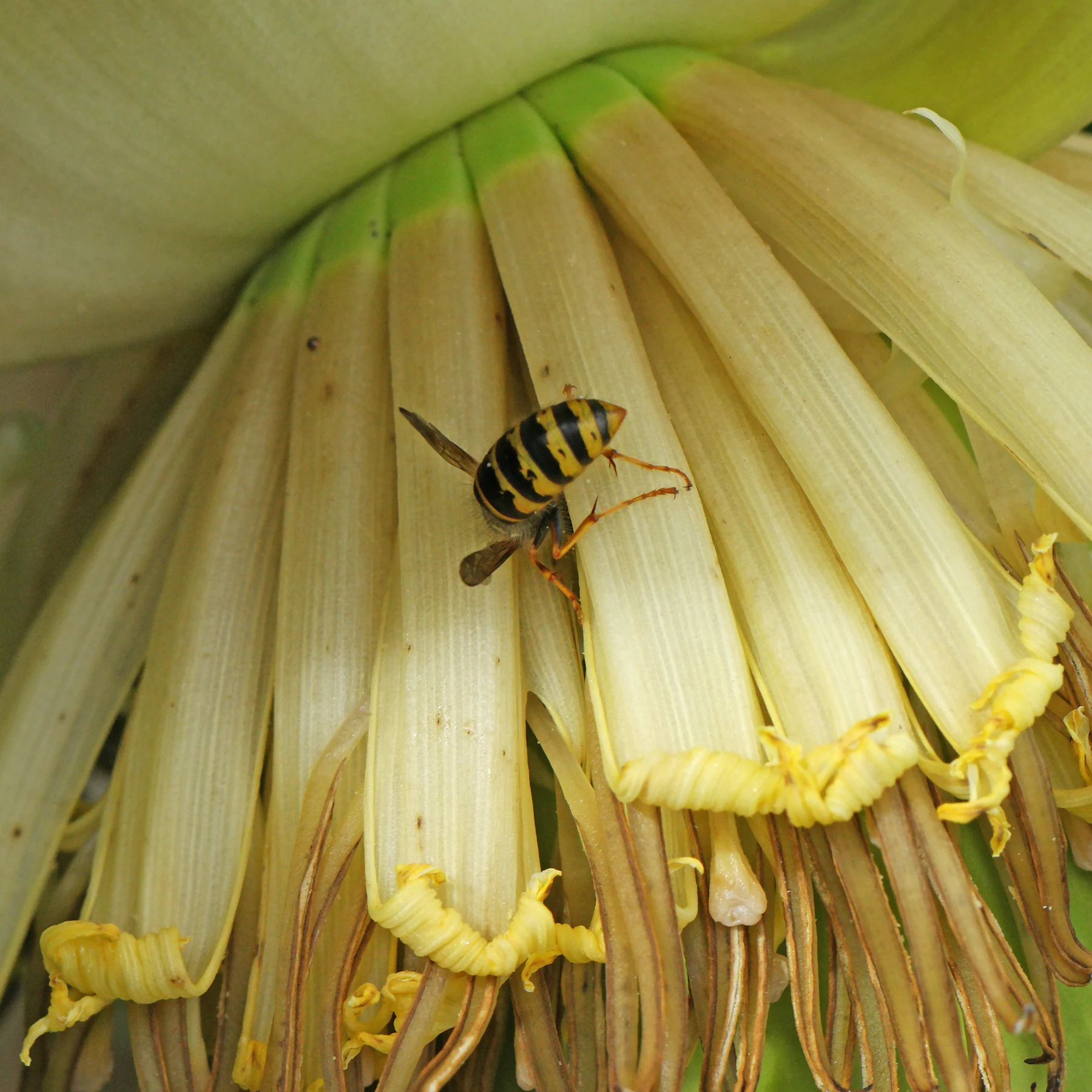 Wespe auf Japanischer Faser Banane