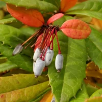 Berberis julianae