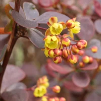 Berberis thunbergii Atropurpurea