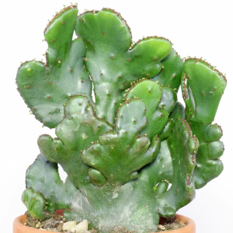 Euphorbia alluaudii Cristata