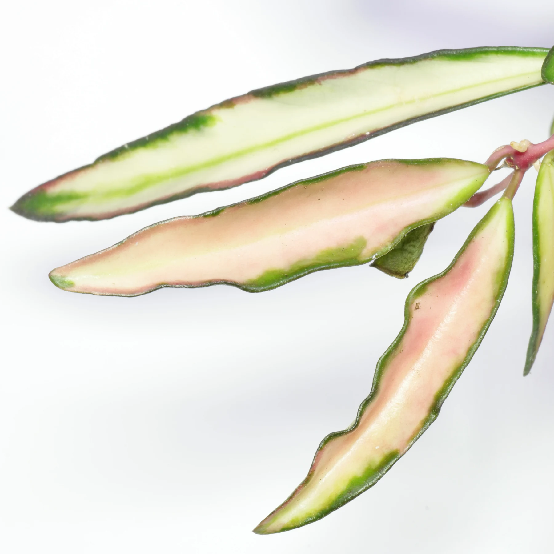 Hoya wayetii Tricolor