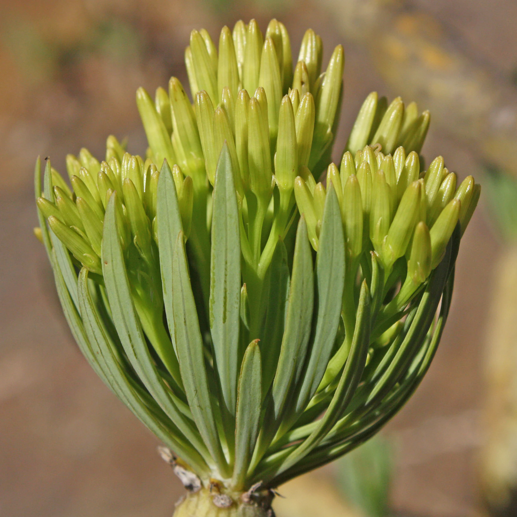 Kleinia neriifolia Blütenknospen