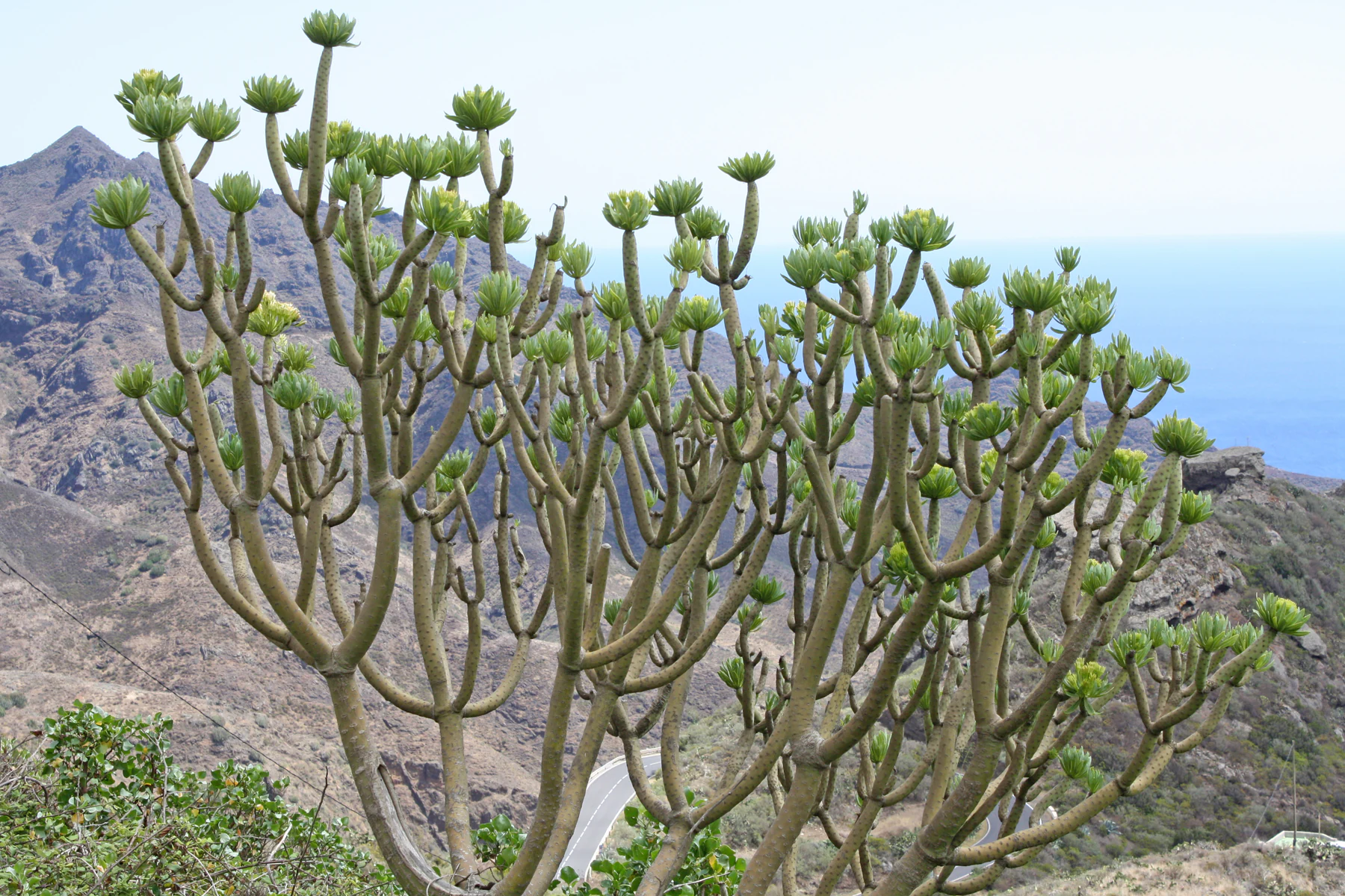 Kleinia neriifolia auf Teneriffa