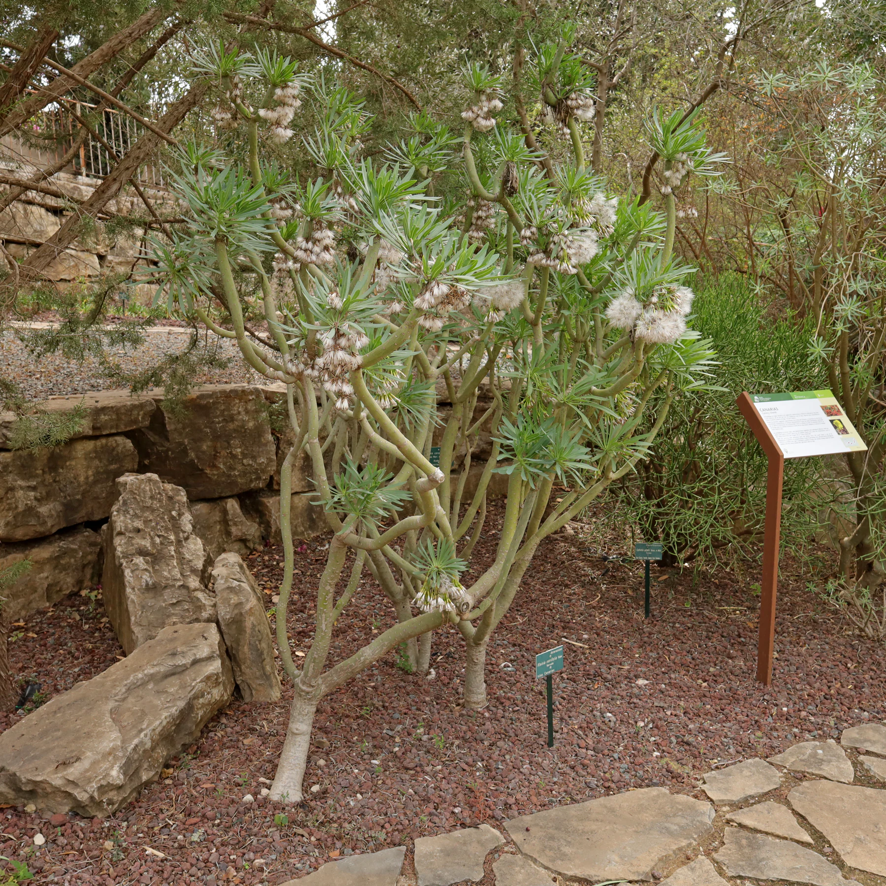 Kleinia neriifolia im Botanischen Garten Malaga