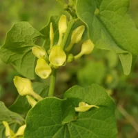 Aristolochia clematitis
