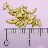 Carduus nutans Samen