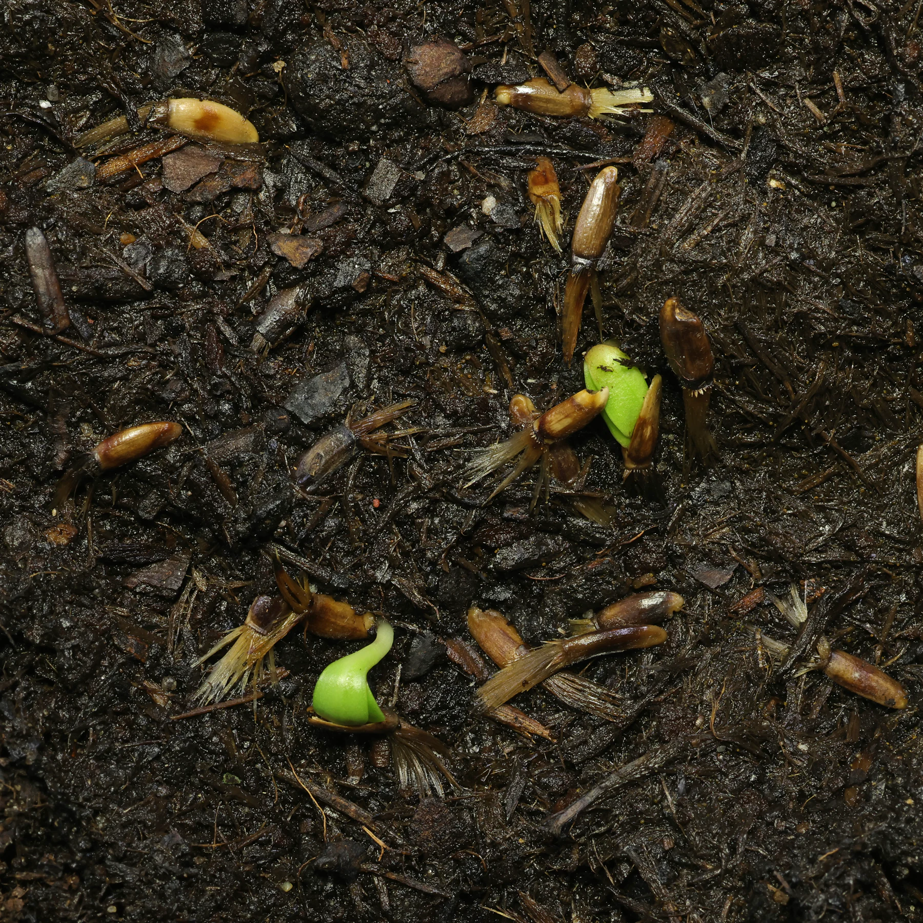 Centaurea scabiosa keimende Samen