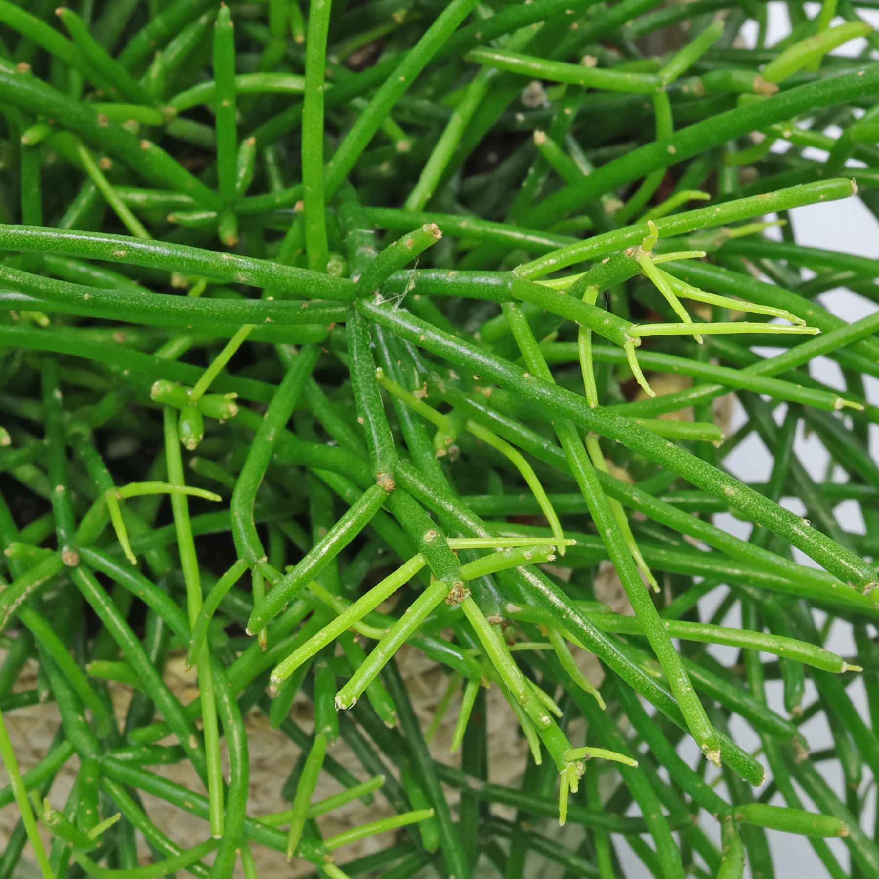 Rhipsalis baccifera subsp. baccifera