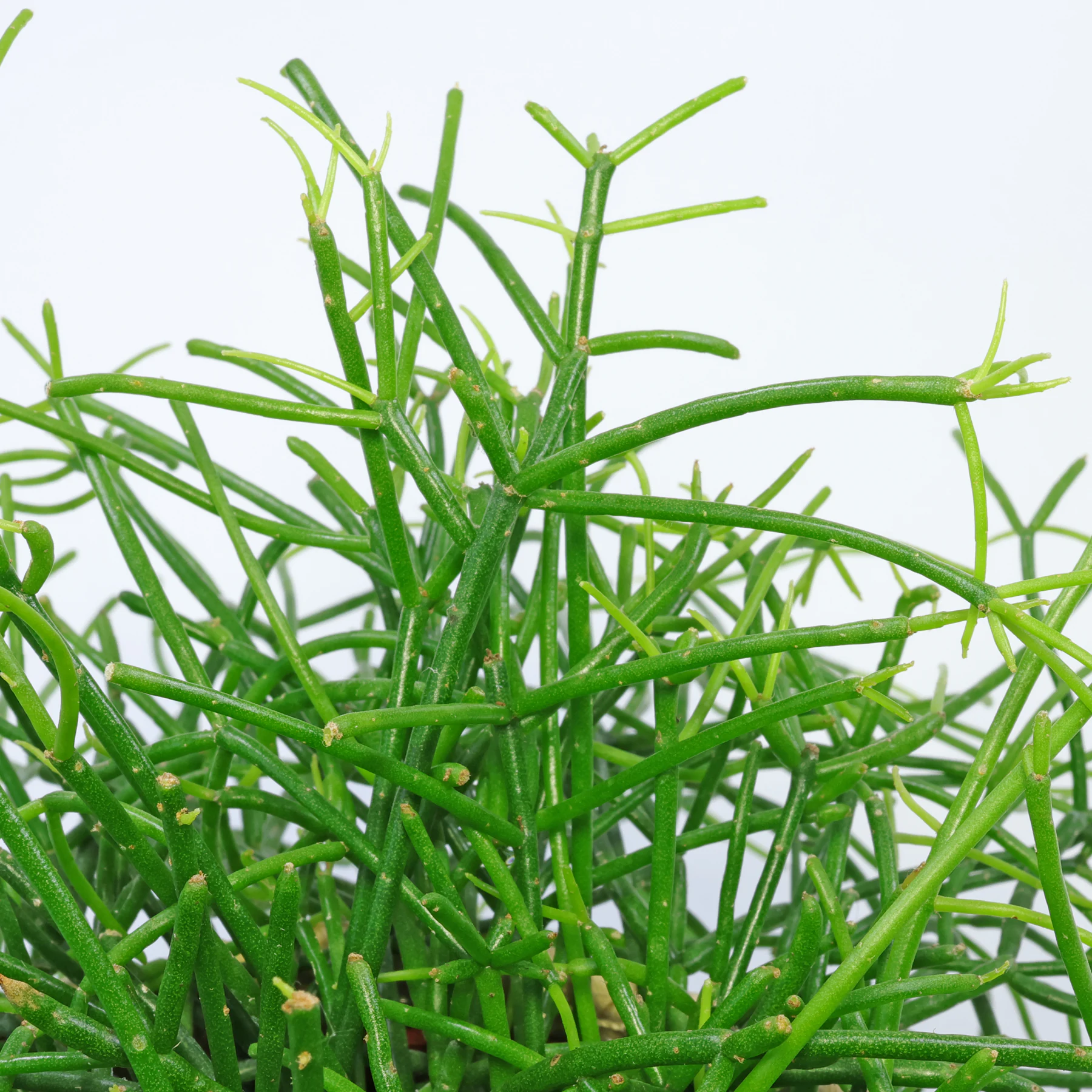 Rhipsalis baccifera subsp. baccifera