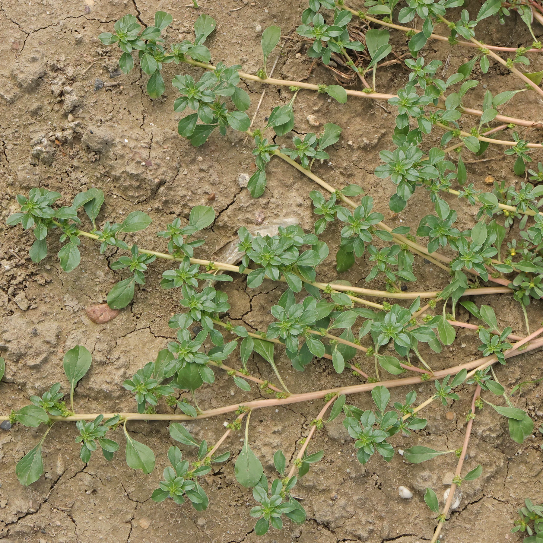 Amaranthus blitoides