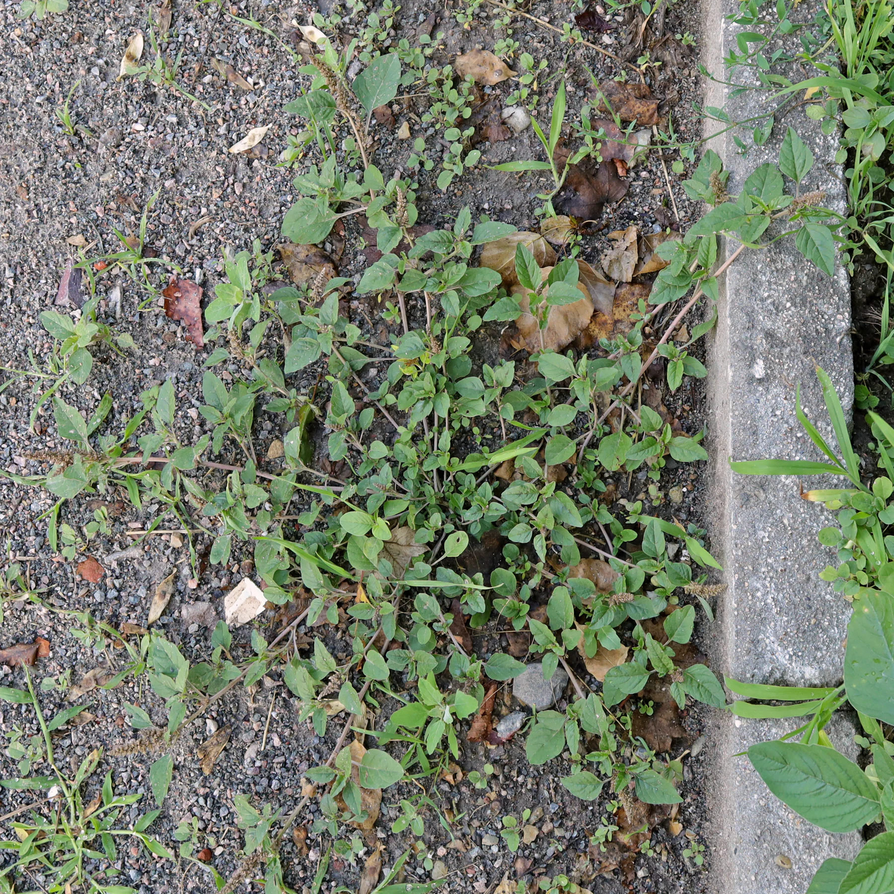 Amaranthus deflexus