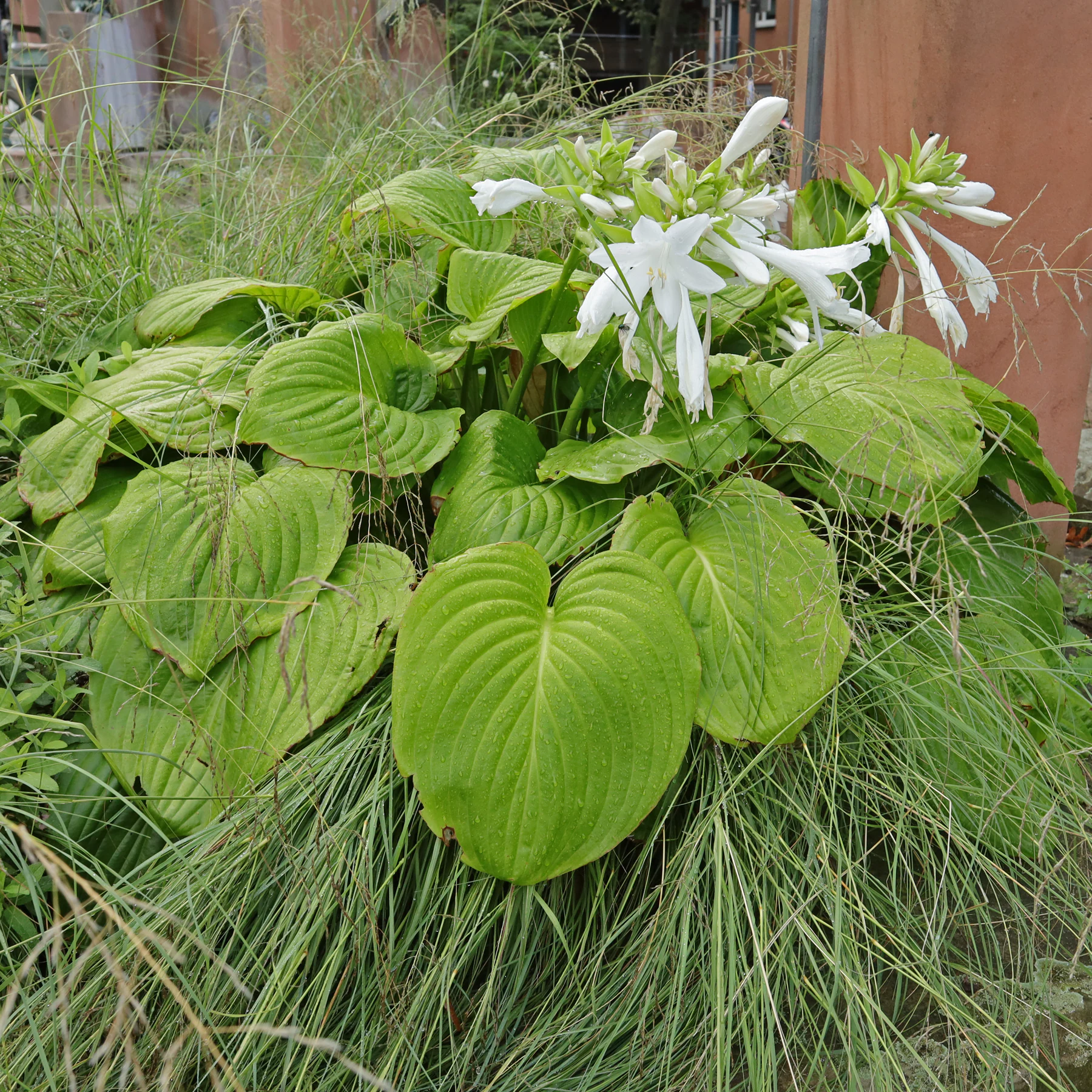 Hosta plantaginea cv