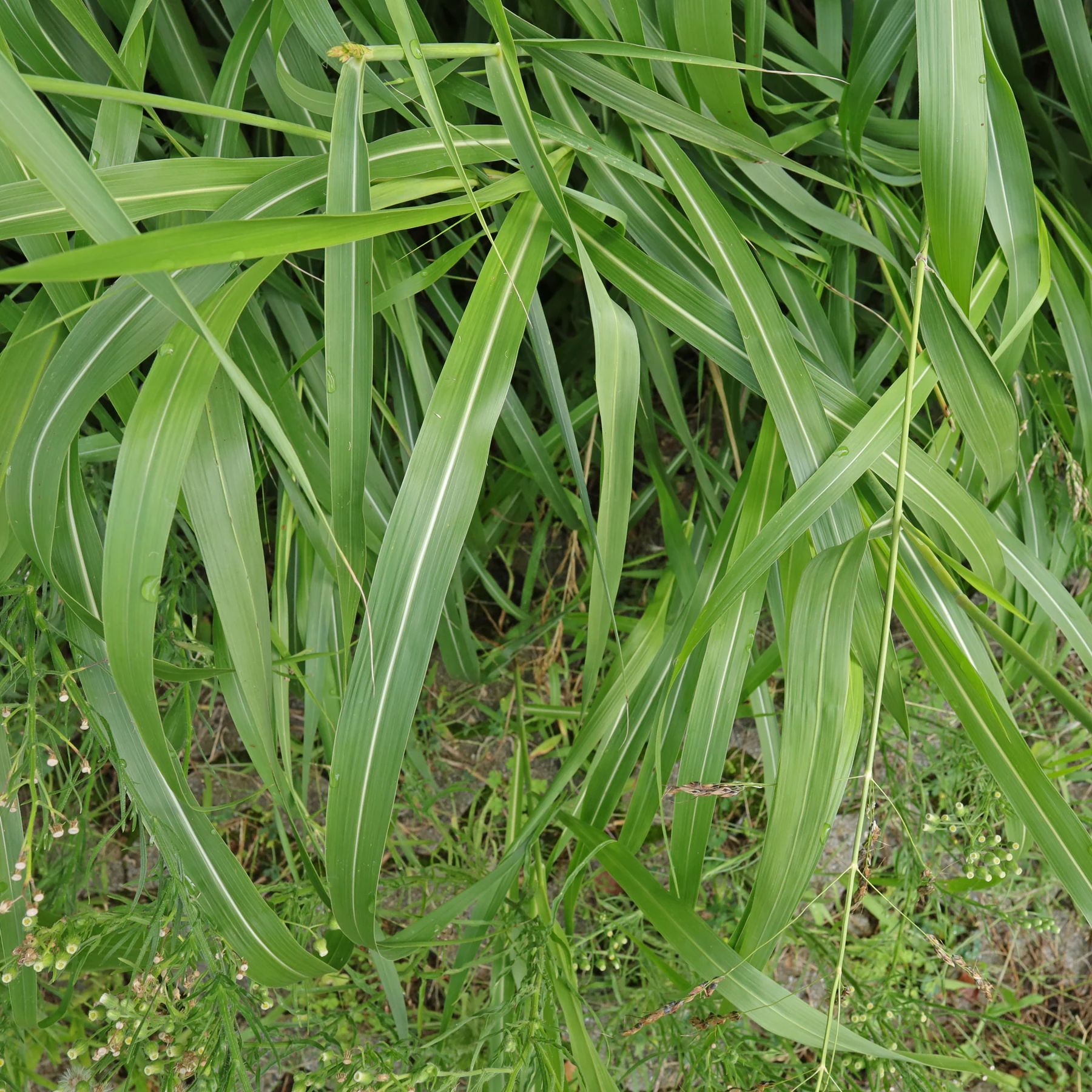 Sorghum halepense