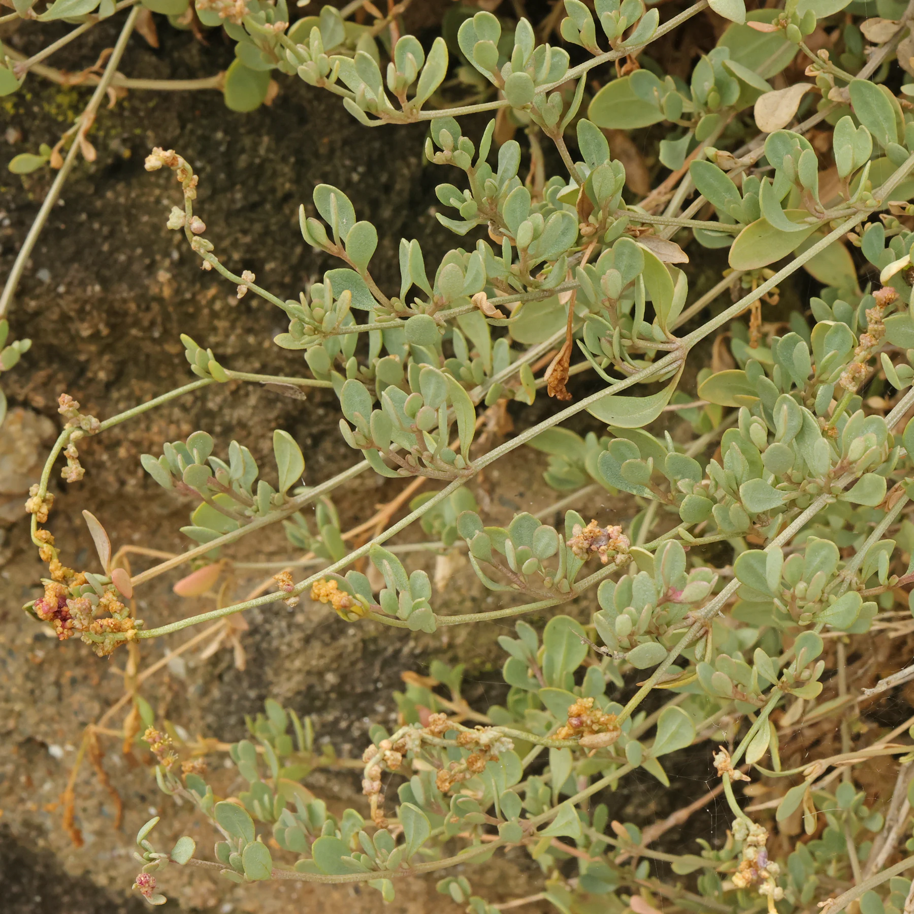 Halimione portulacoides