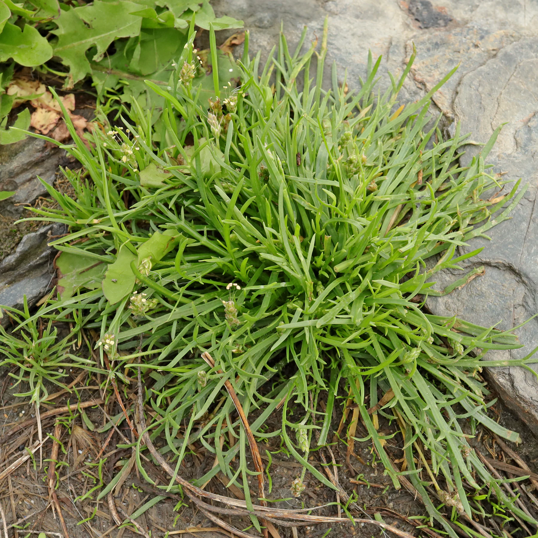 Plantago coronopus