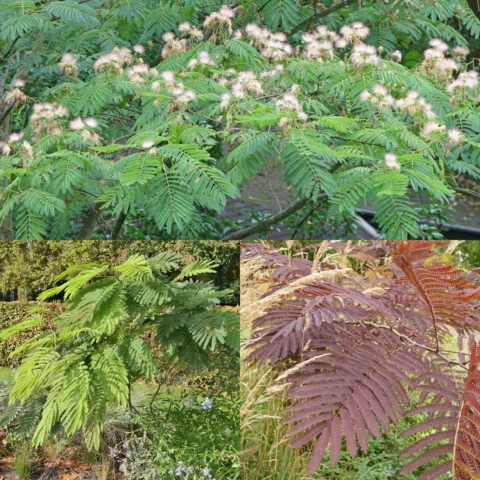 Albizia julibrissin cv.