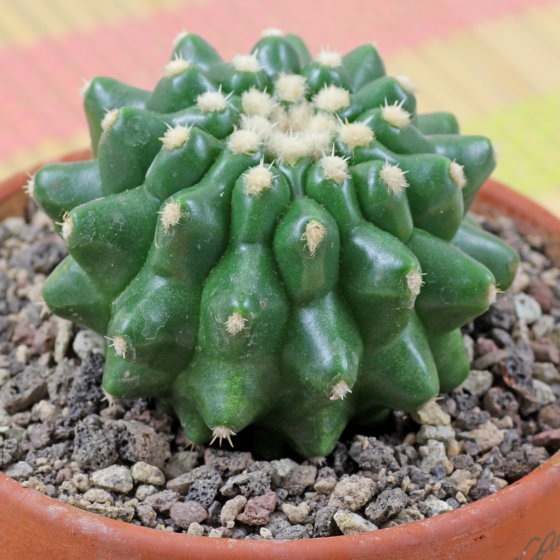 Echinocactus grusonii Brevispinus kurzdornig