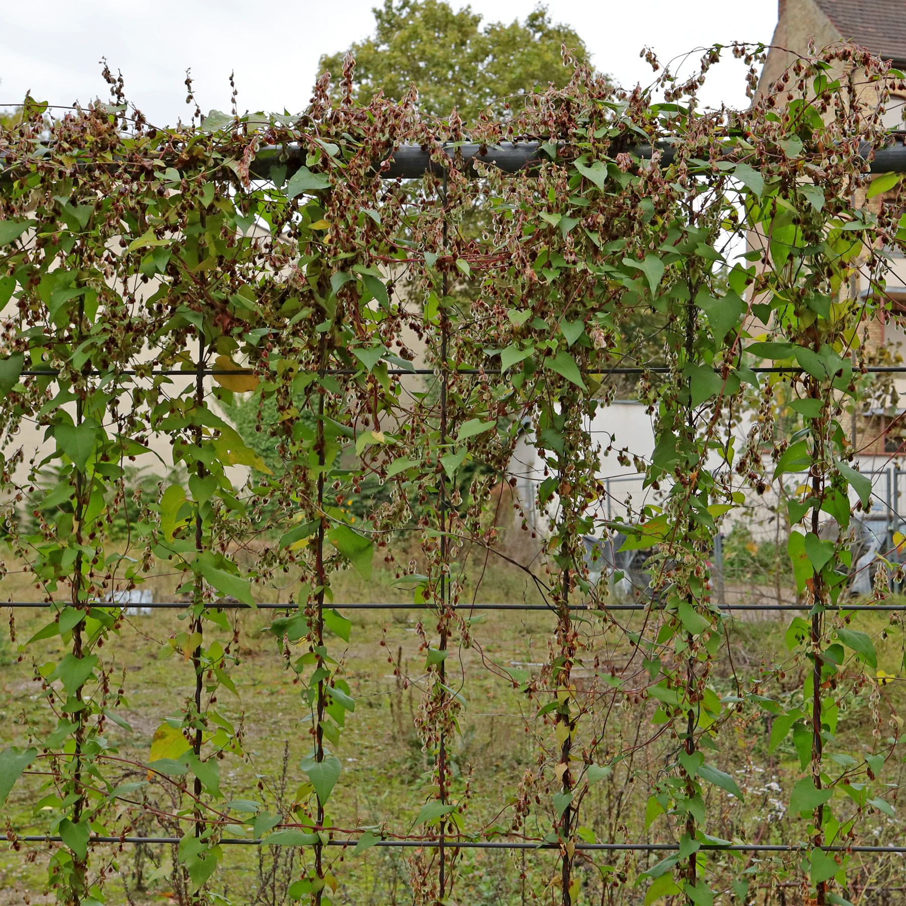Fallopia dumetorum