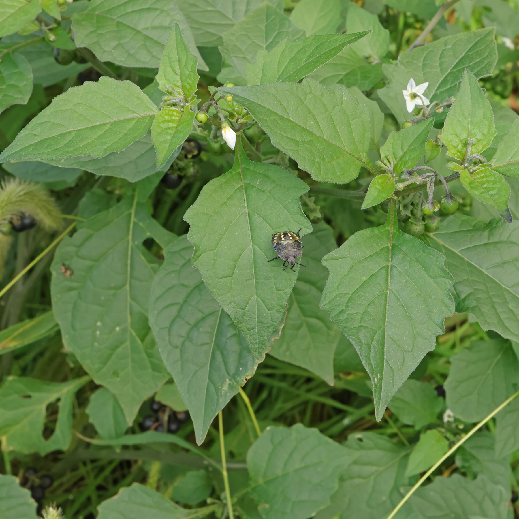 Nezara viridula & Solanum nigrum