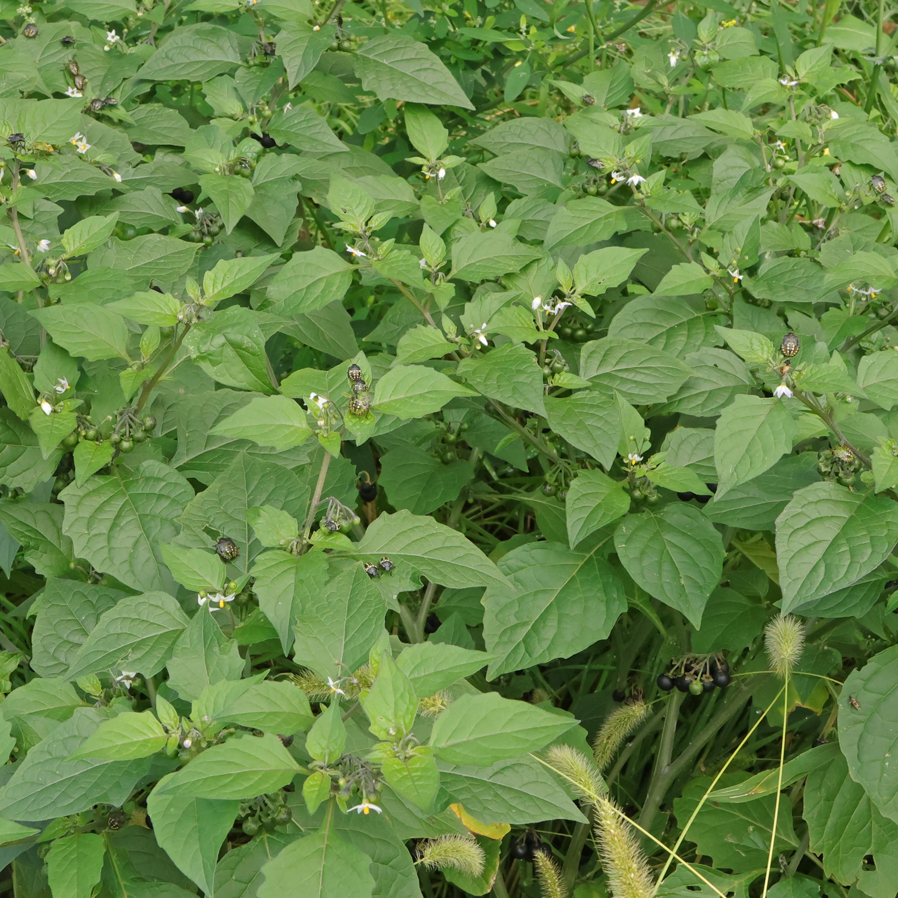 Solanum nigrum