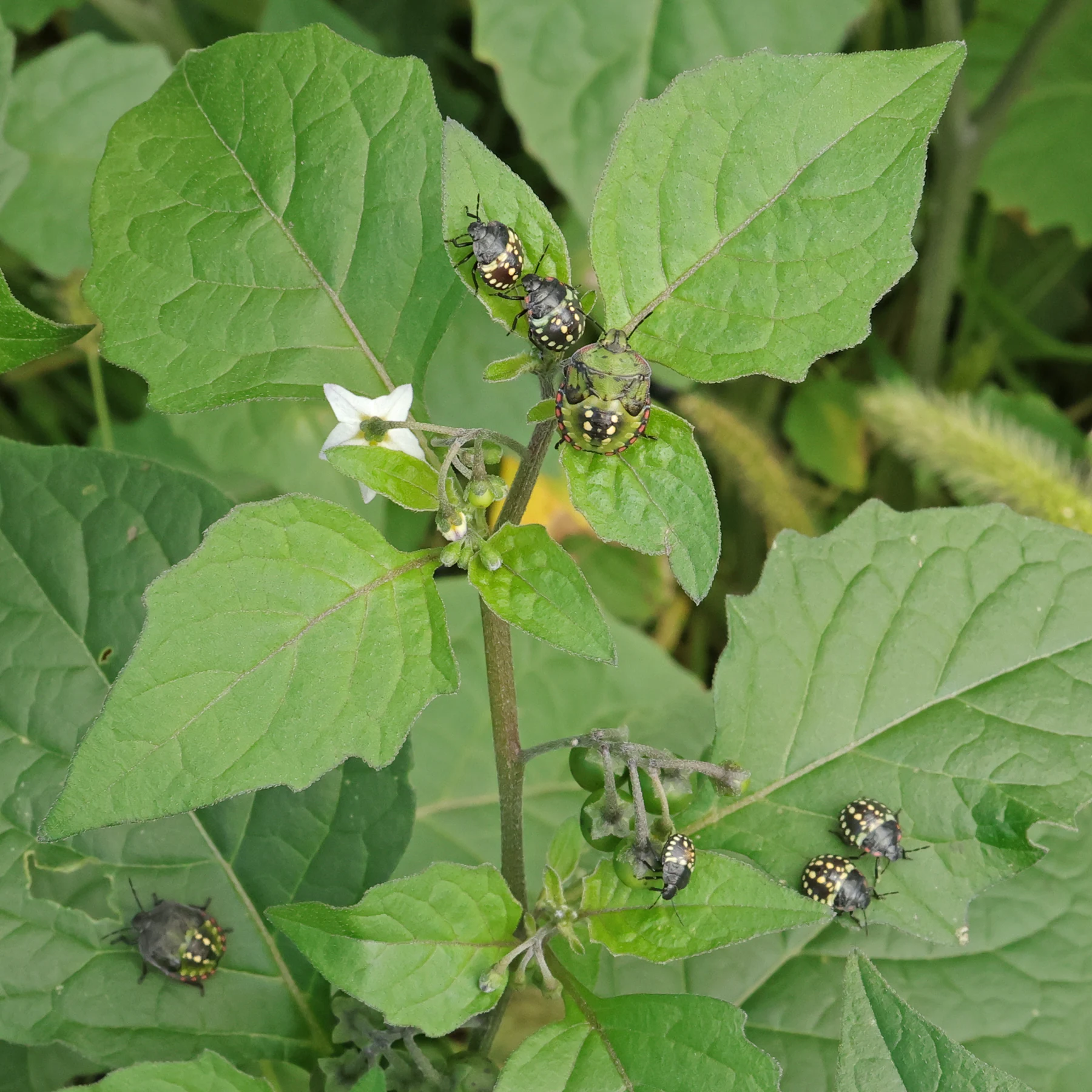 Solanum nigrum & Nezara viridula