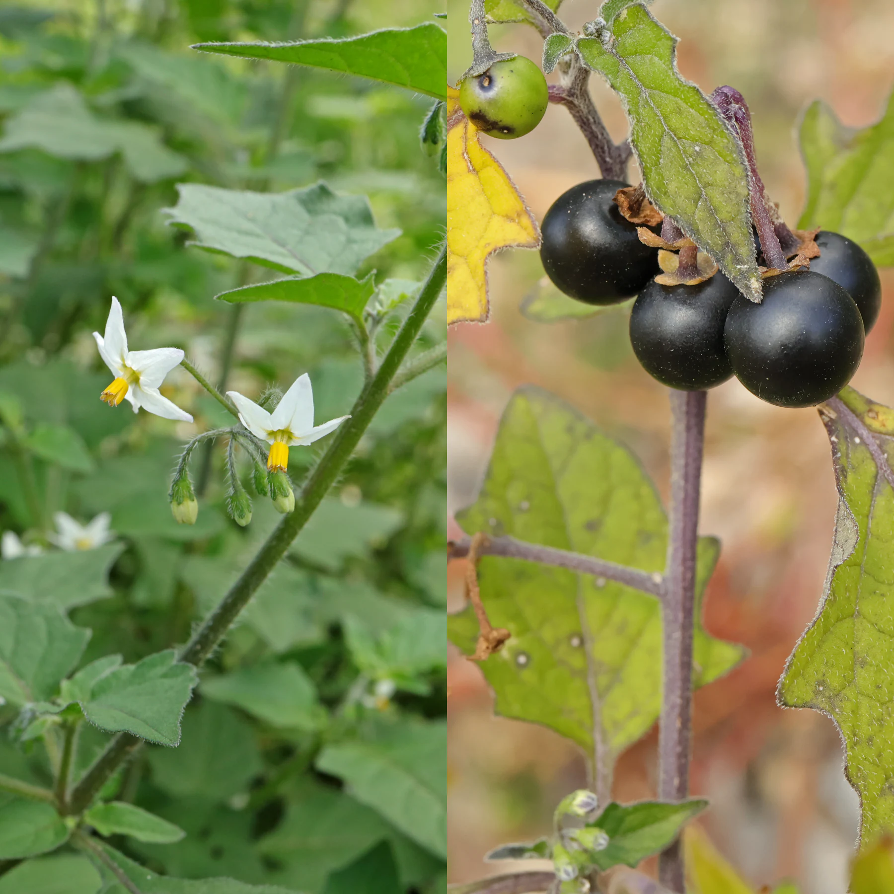 Solanum nigrum