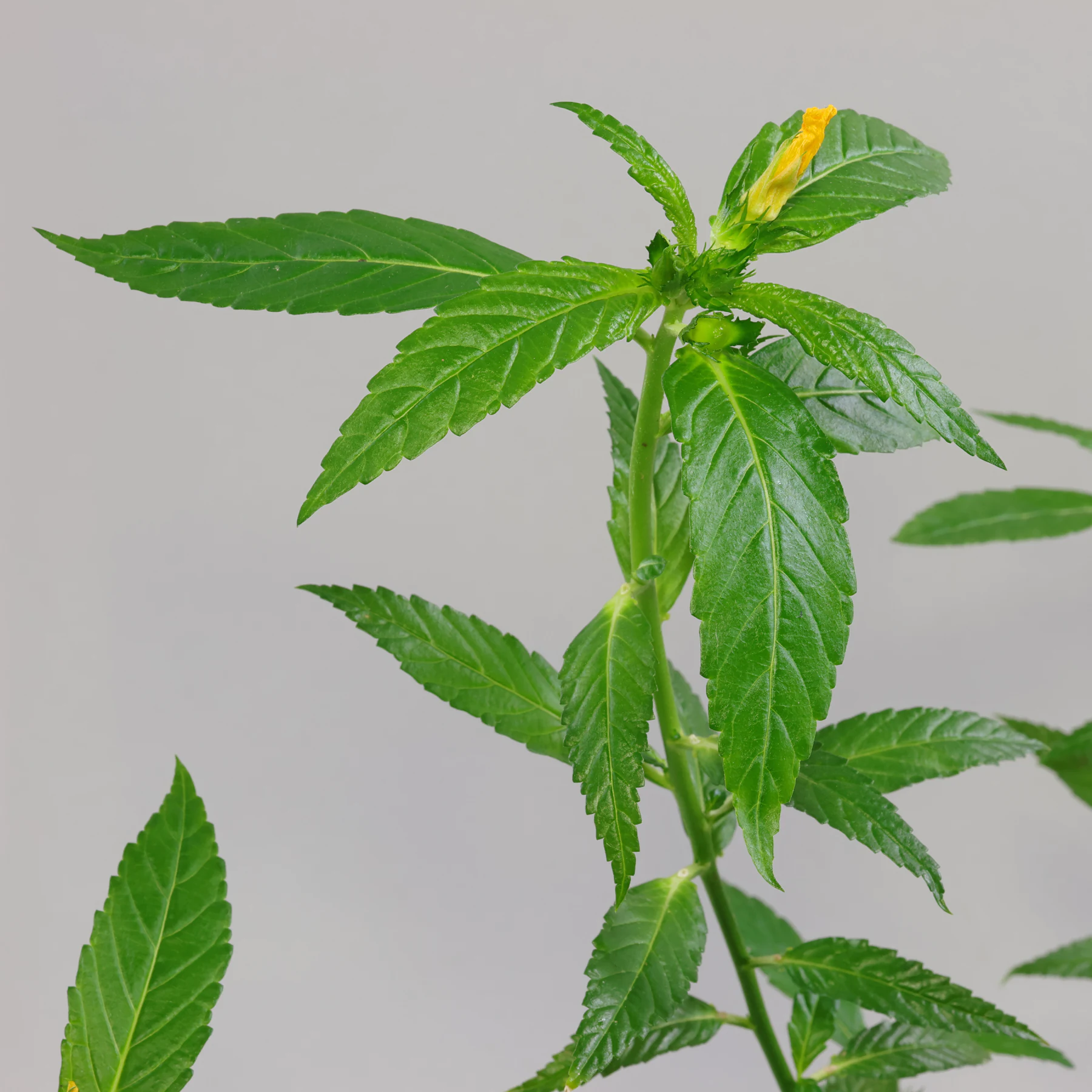 Turnera ulmifolia