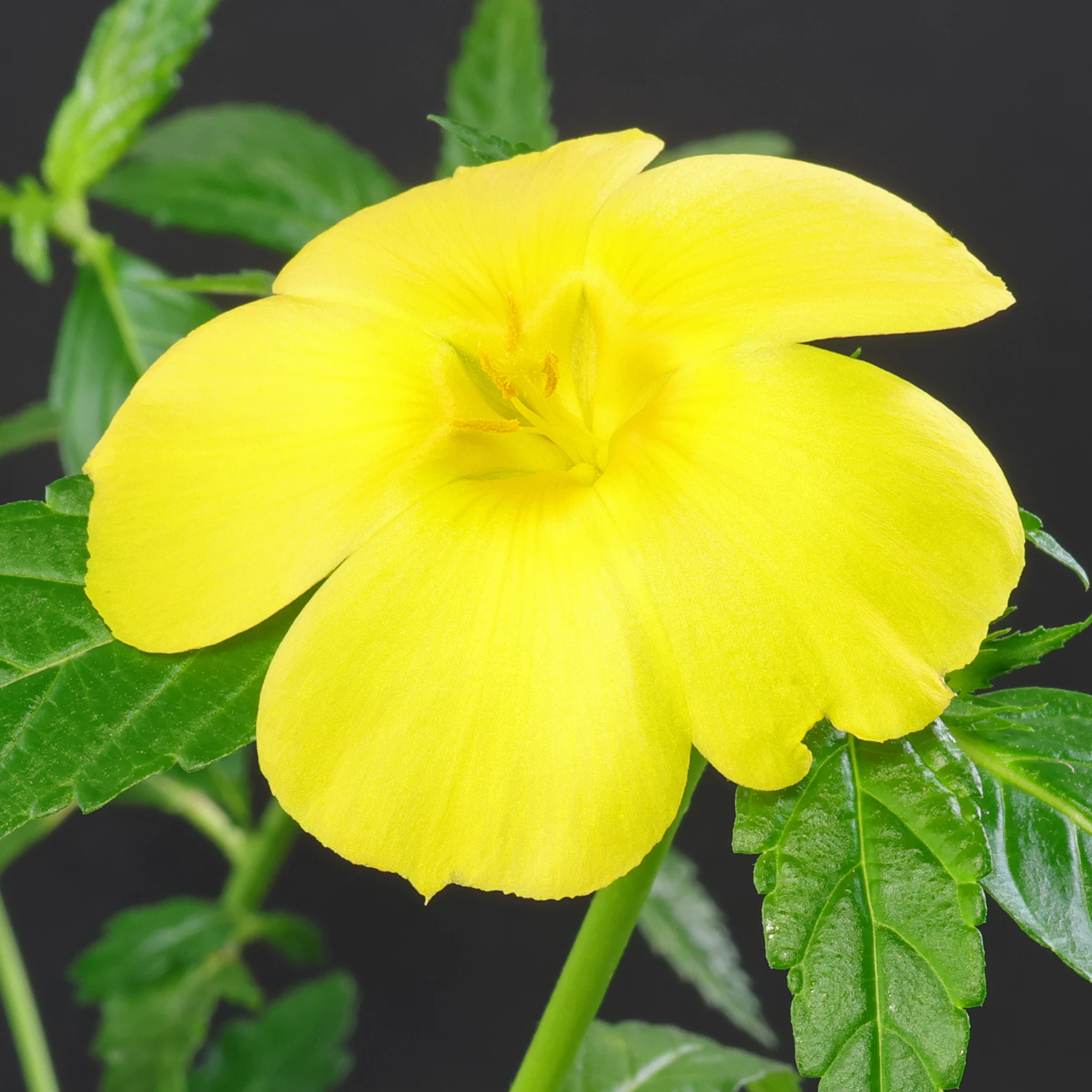 Turnera ulmifolia