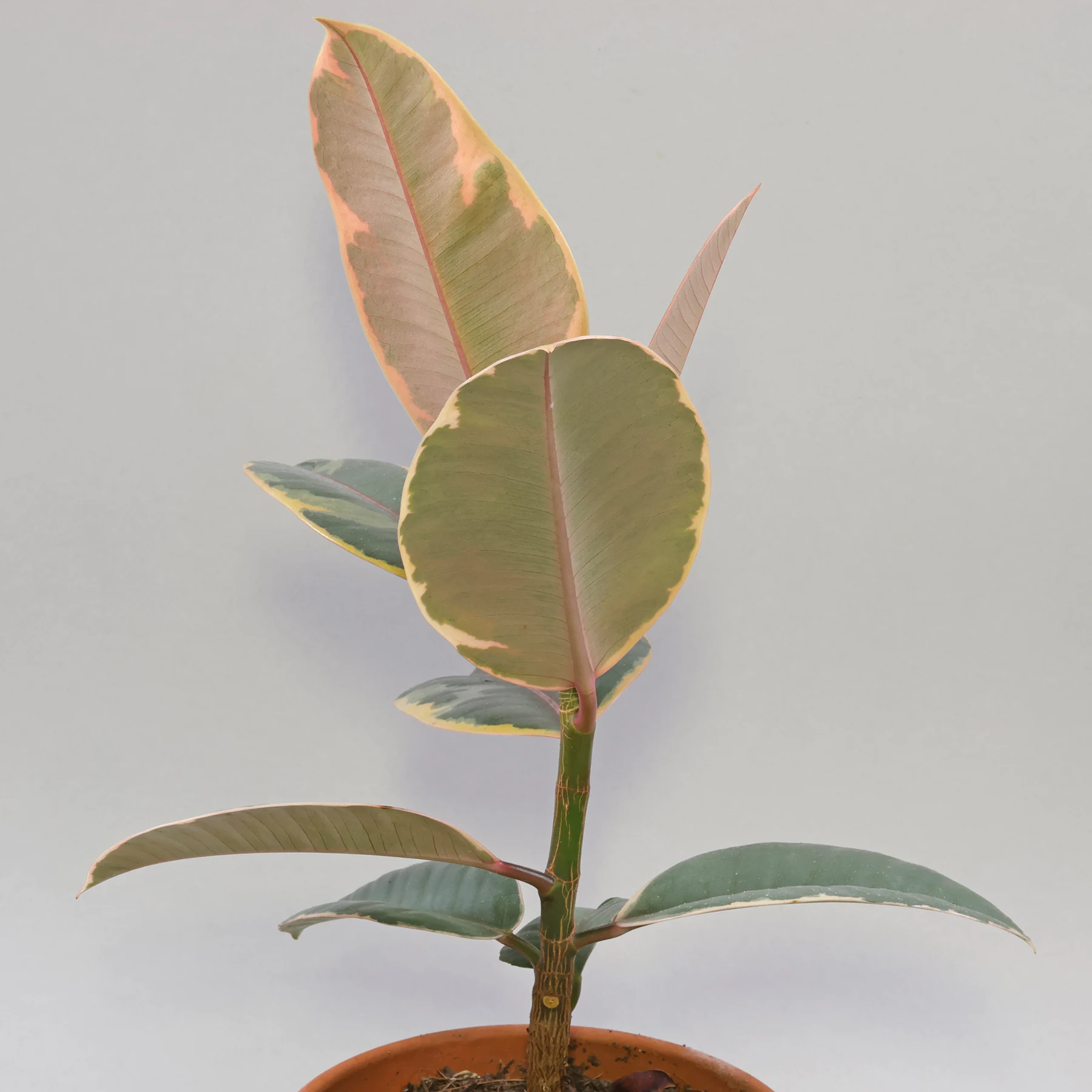 Ficus elastica Belize