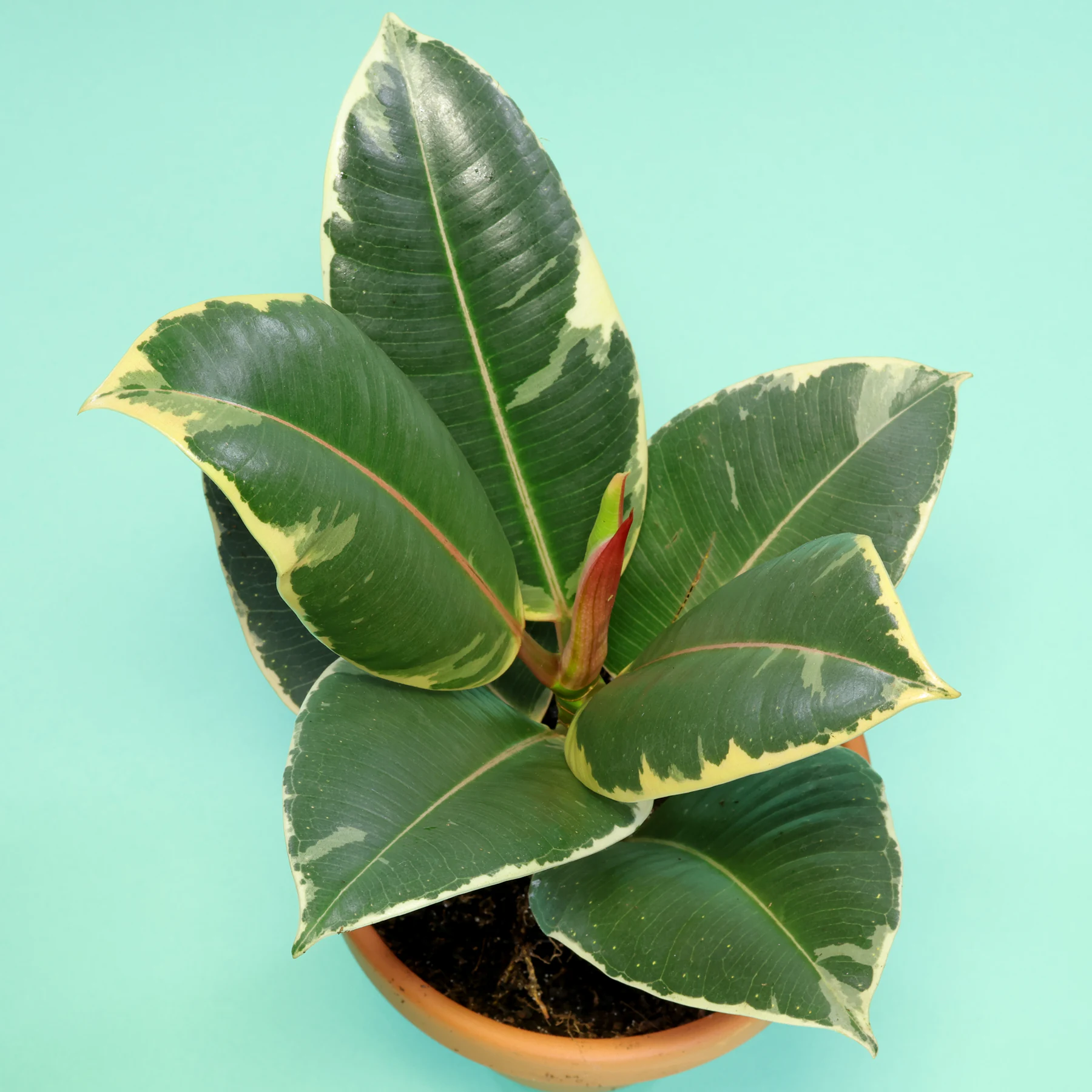 Ficus elastica Tineke