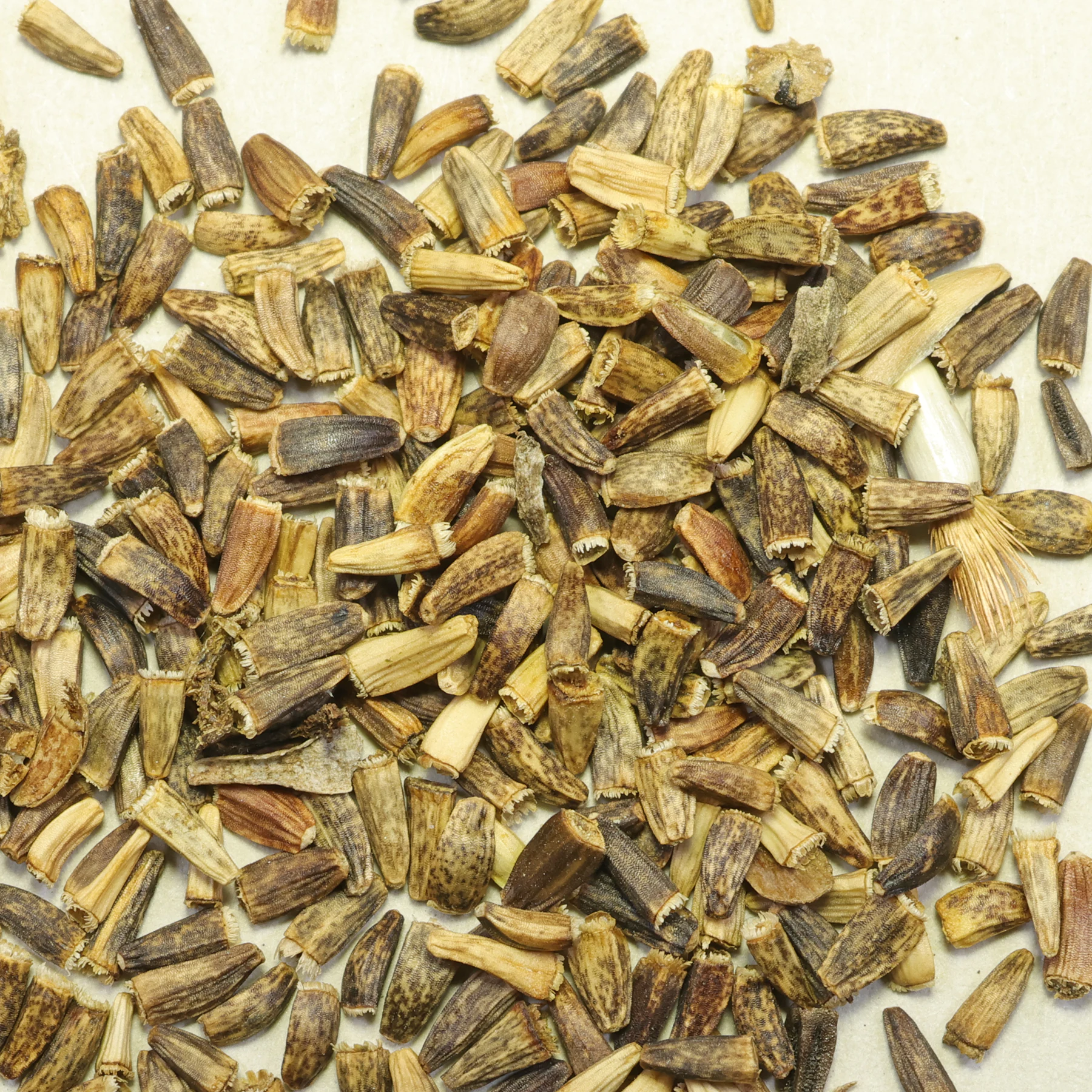 Cichorium intybus Wegwarte Samen