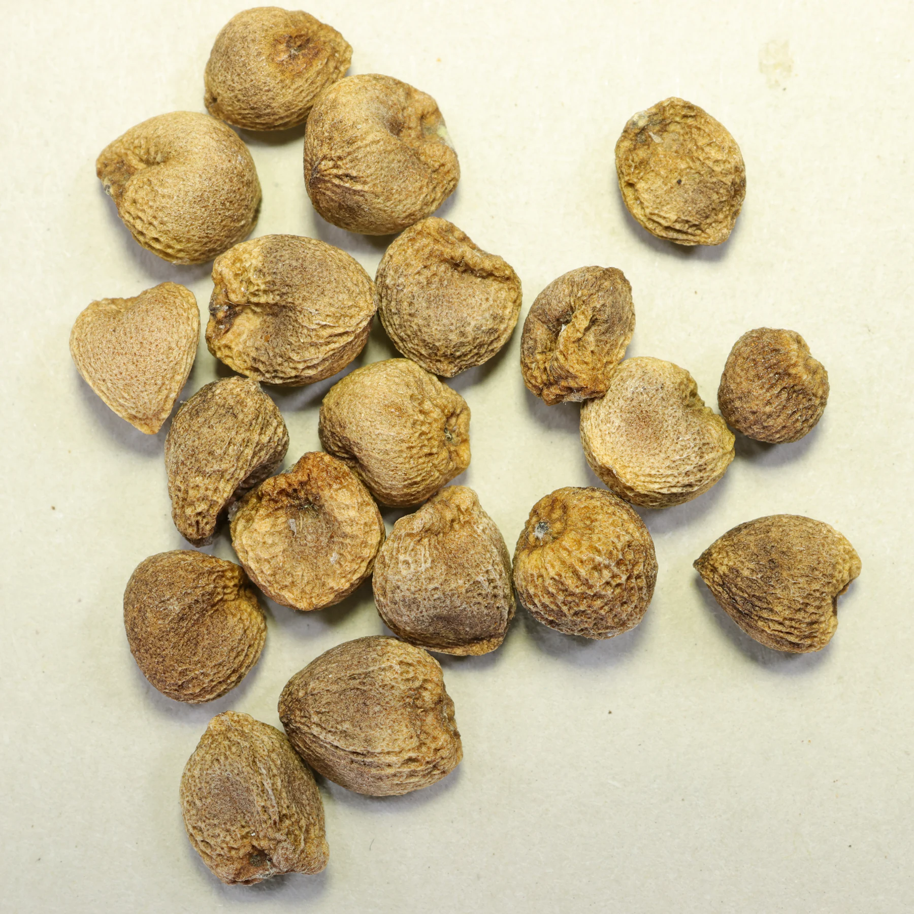 Gefleckter Aronstab Arum maculatum Samen