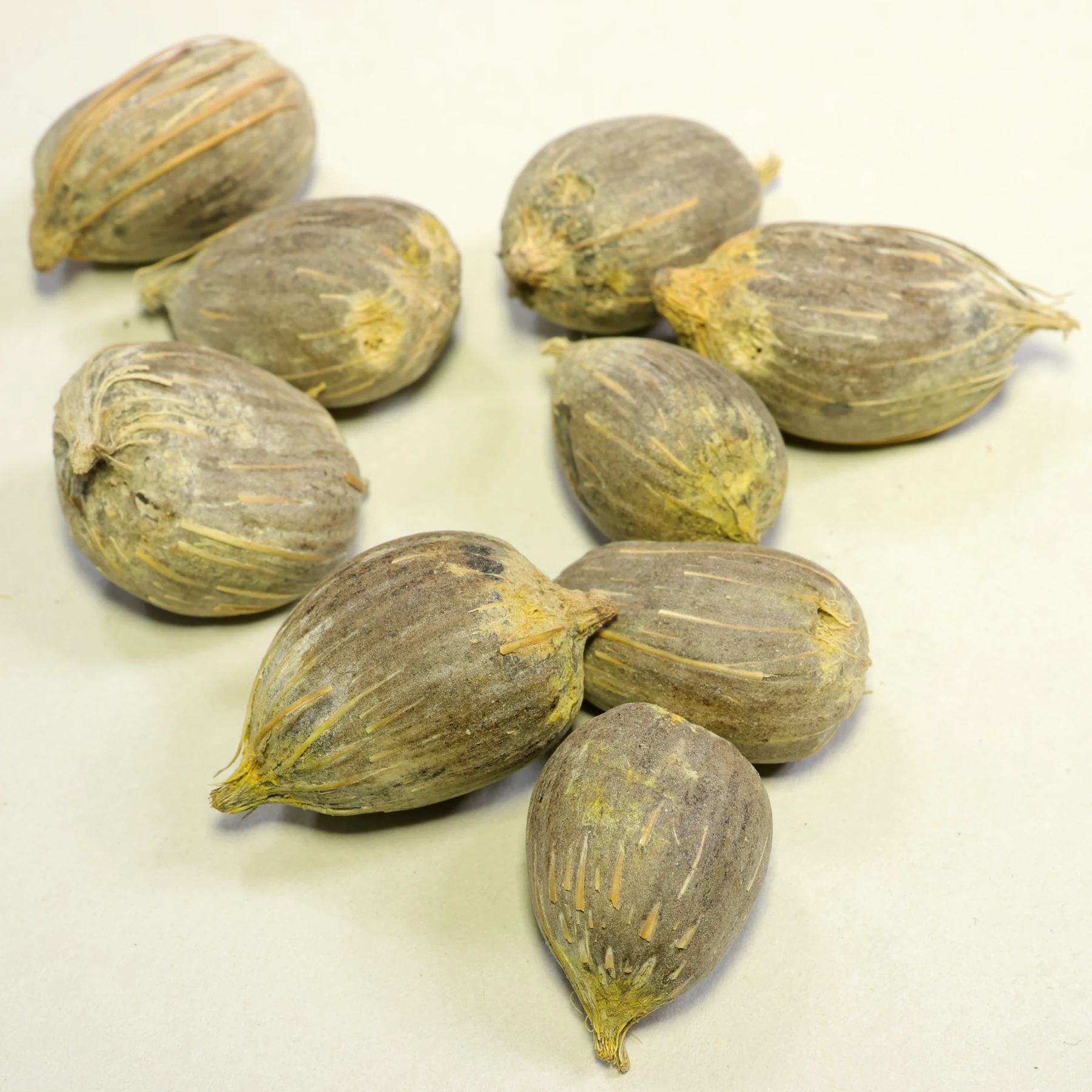 Elaeis oleifera Samen