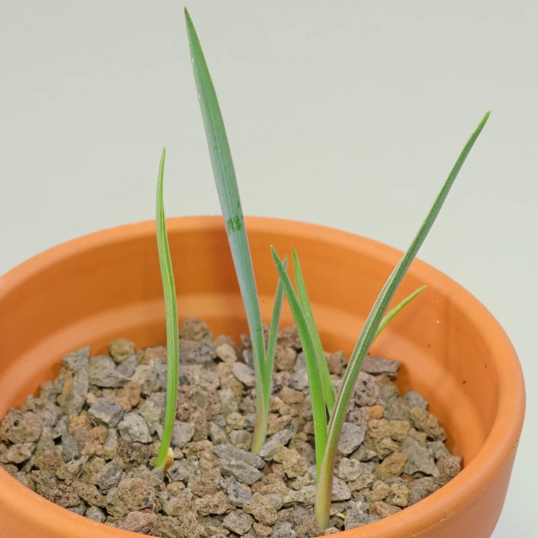 Yucca Palme Sämlinge