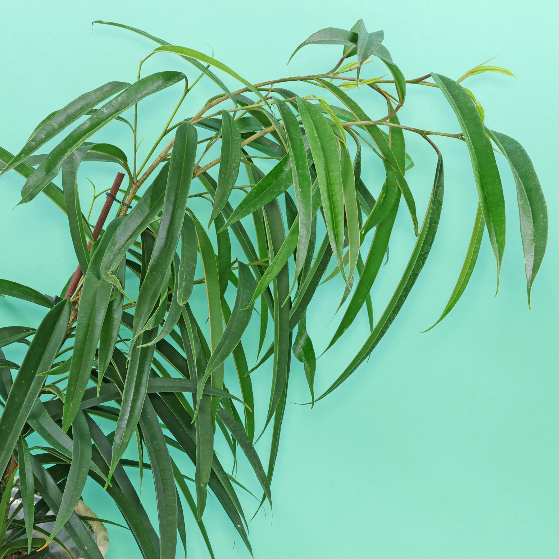 Ficus maclellandii Alii Blätter