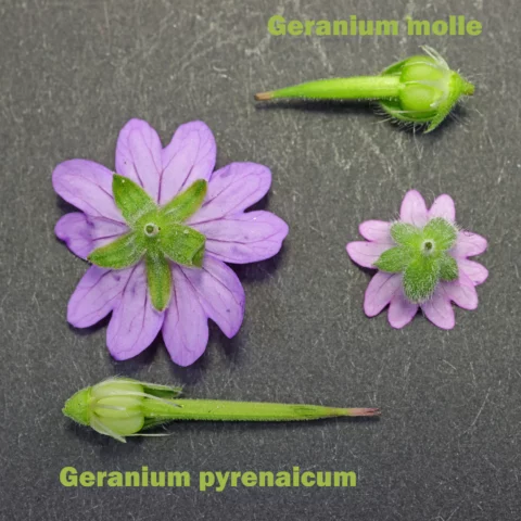 Geranium molle vs. Geranium pyrenaicum