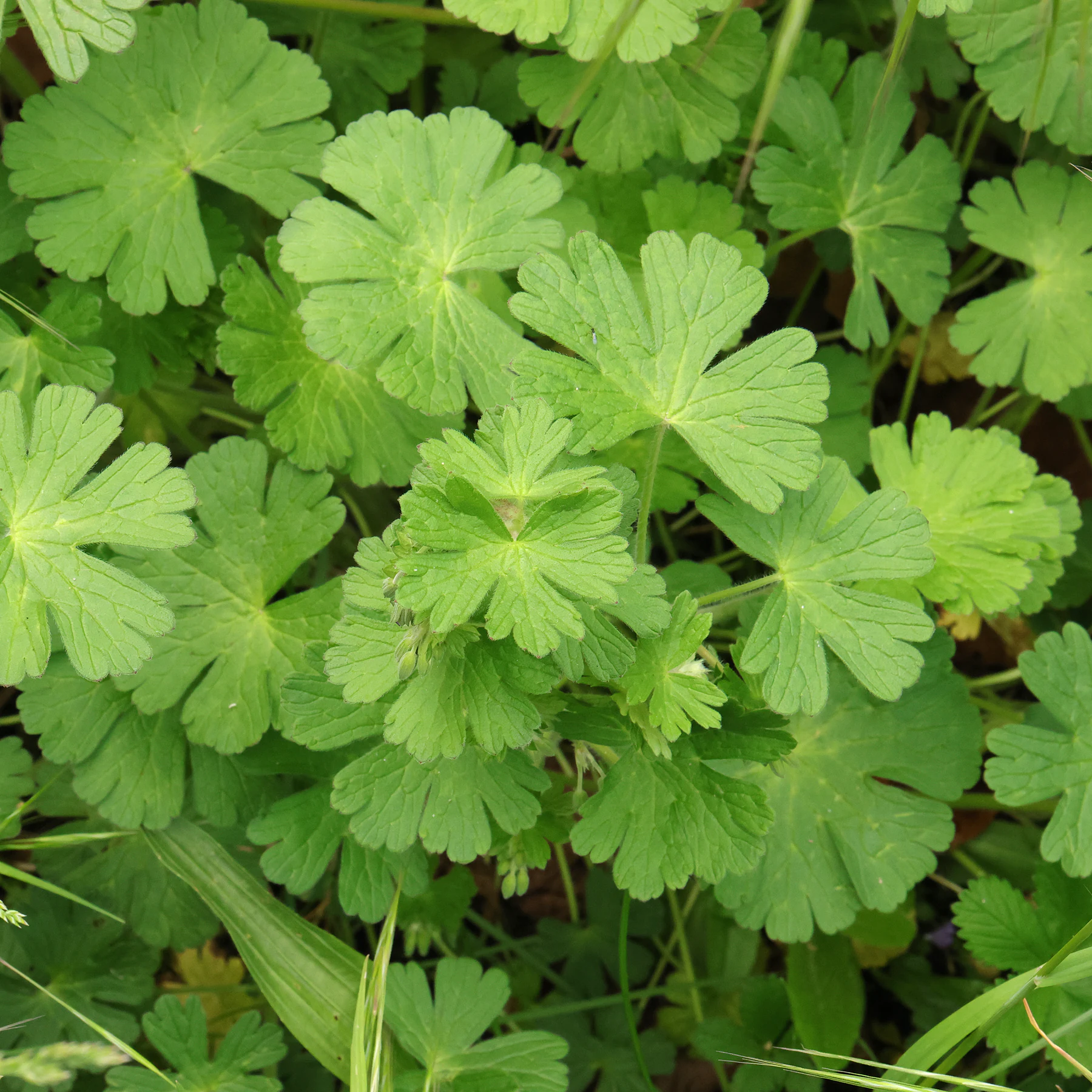 Geranium pyrenaicum