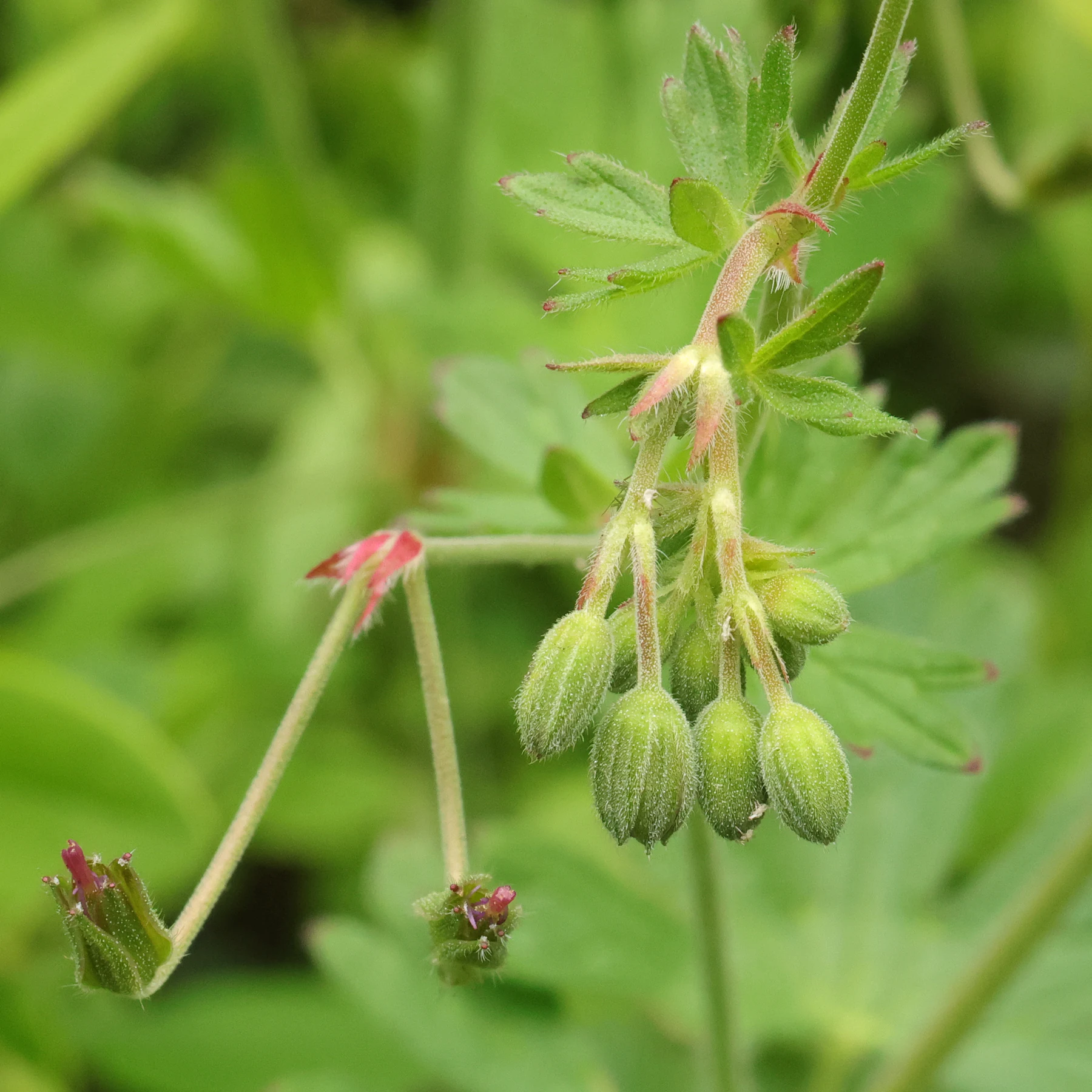 Geranium pyrenaicum