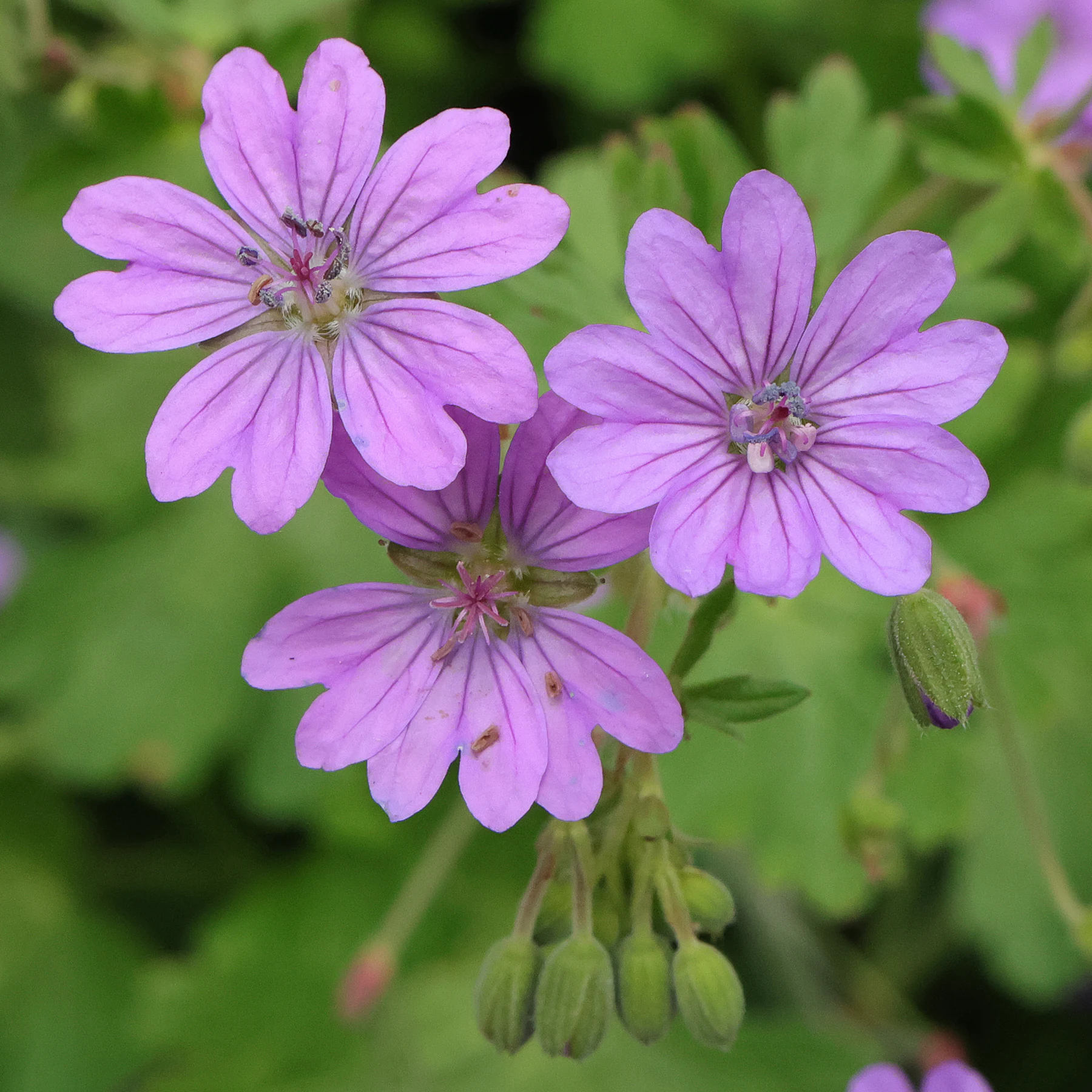 Geranium pyrenaicum