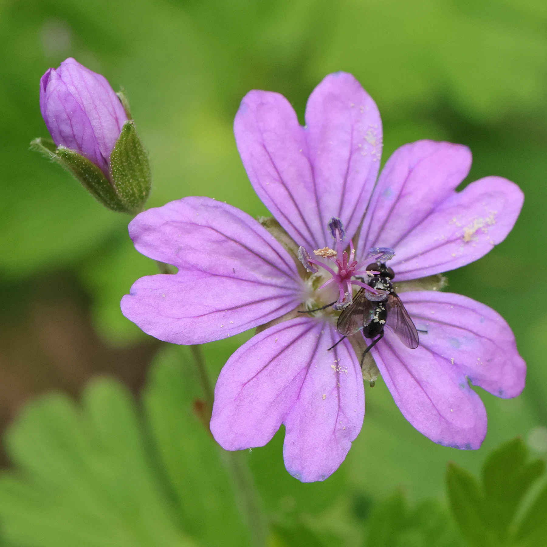 Geranium pyrenaicum