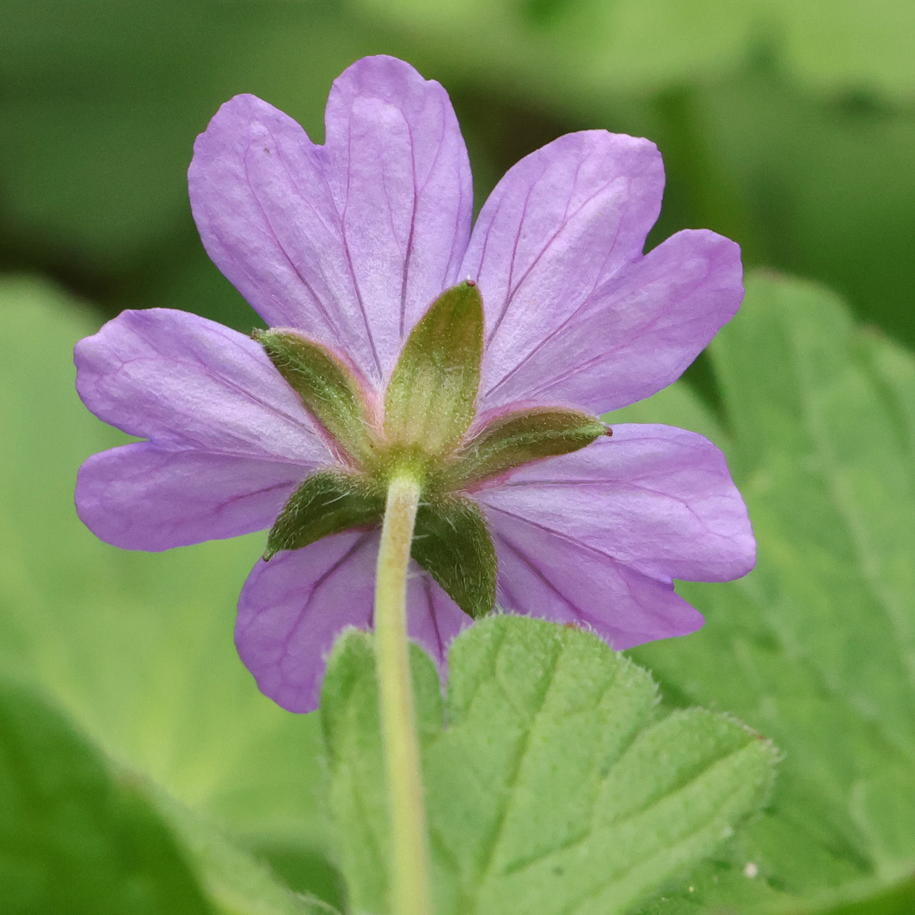 Geranium pyrenaicum