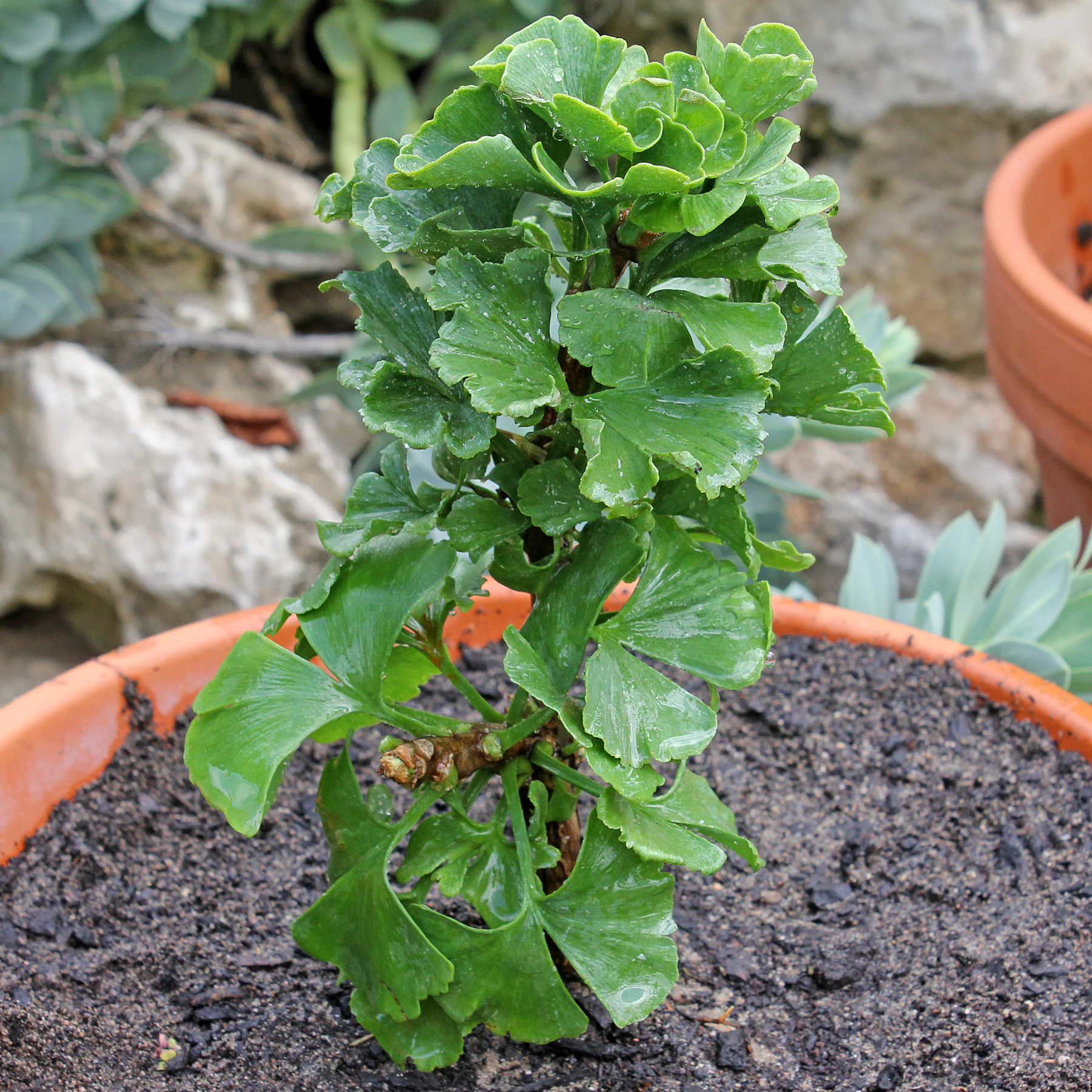 Ginkgo biloba Globus