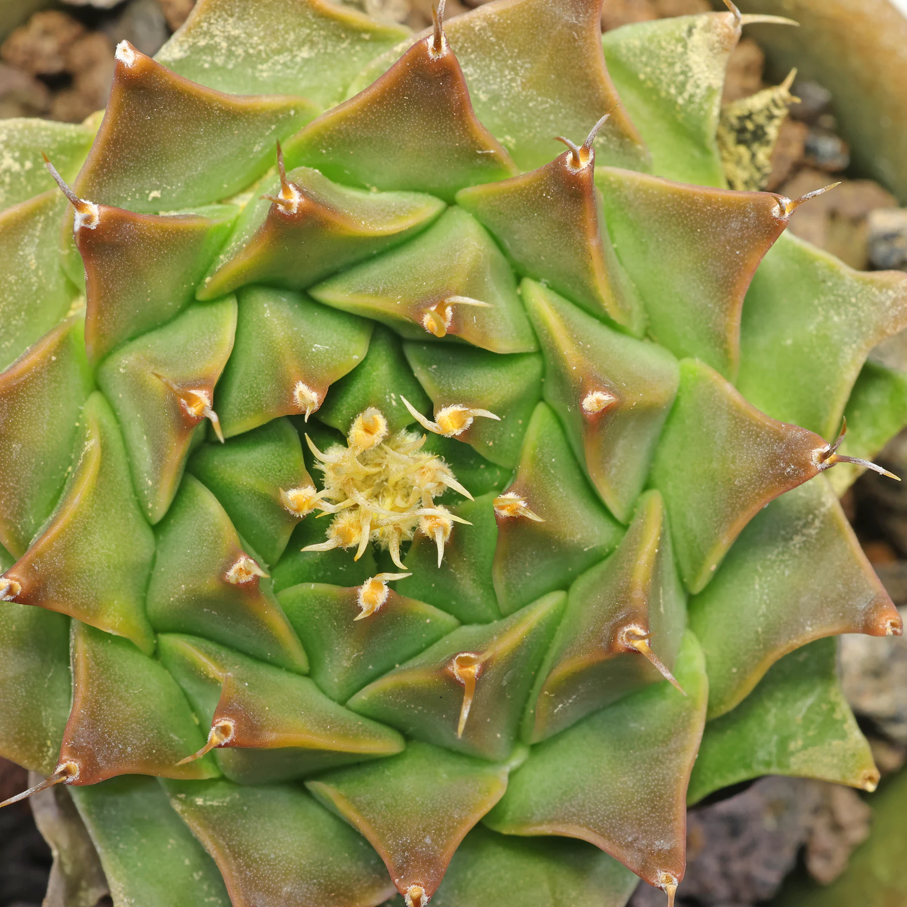 Obregonia denegrii