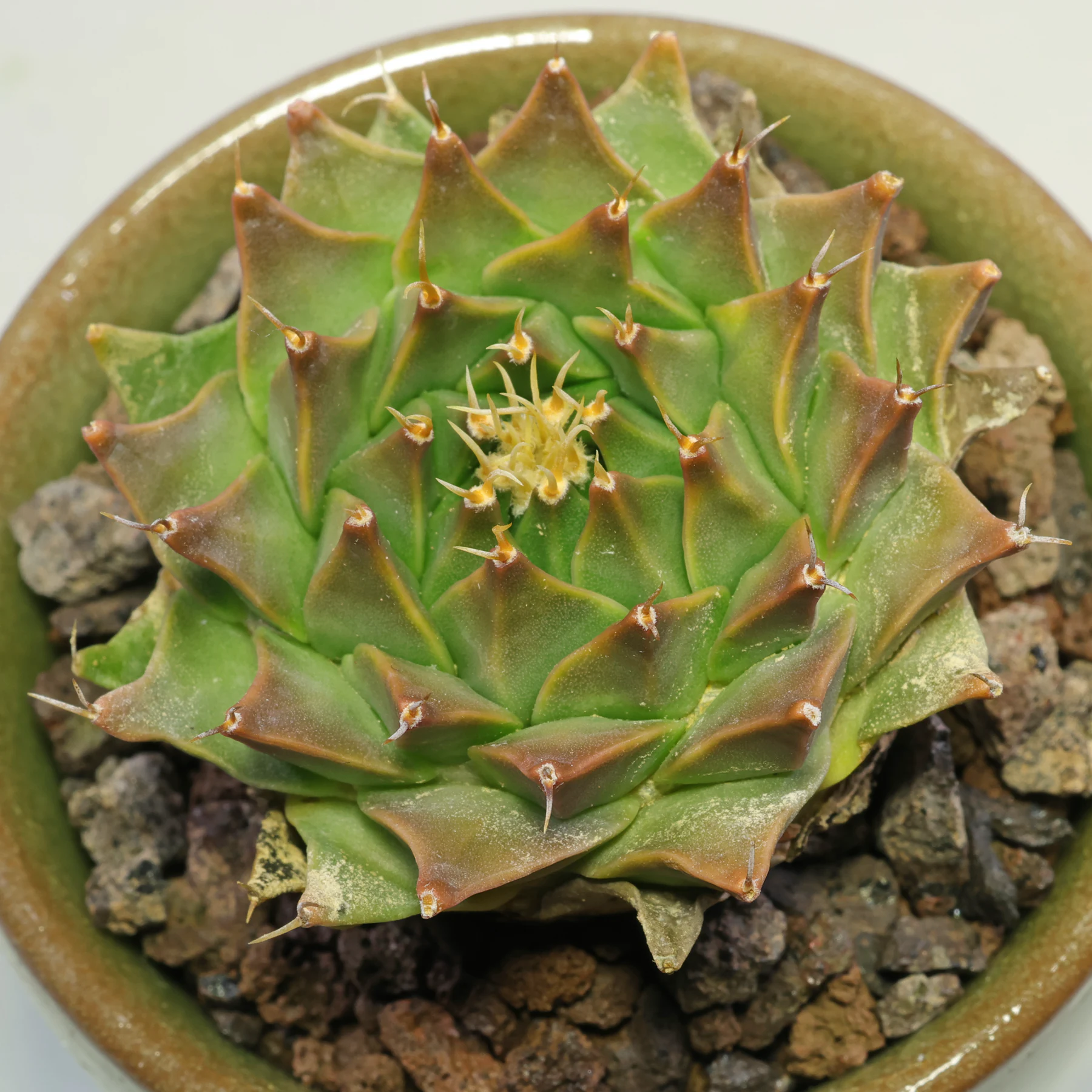 Obregonia denegrii