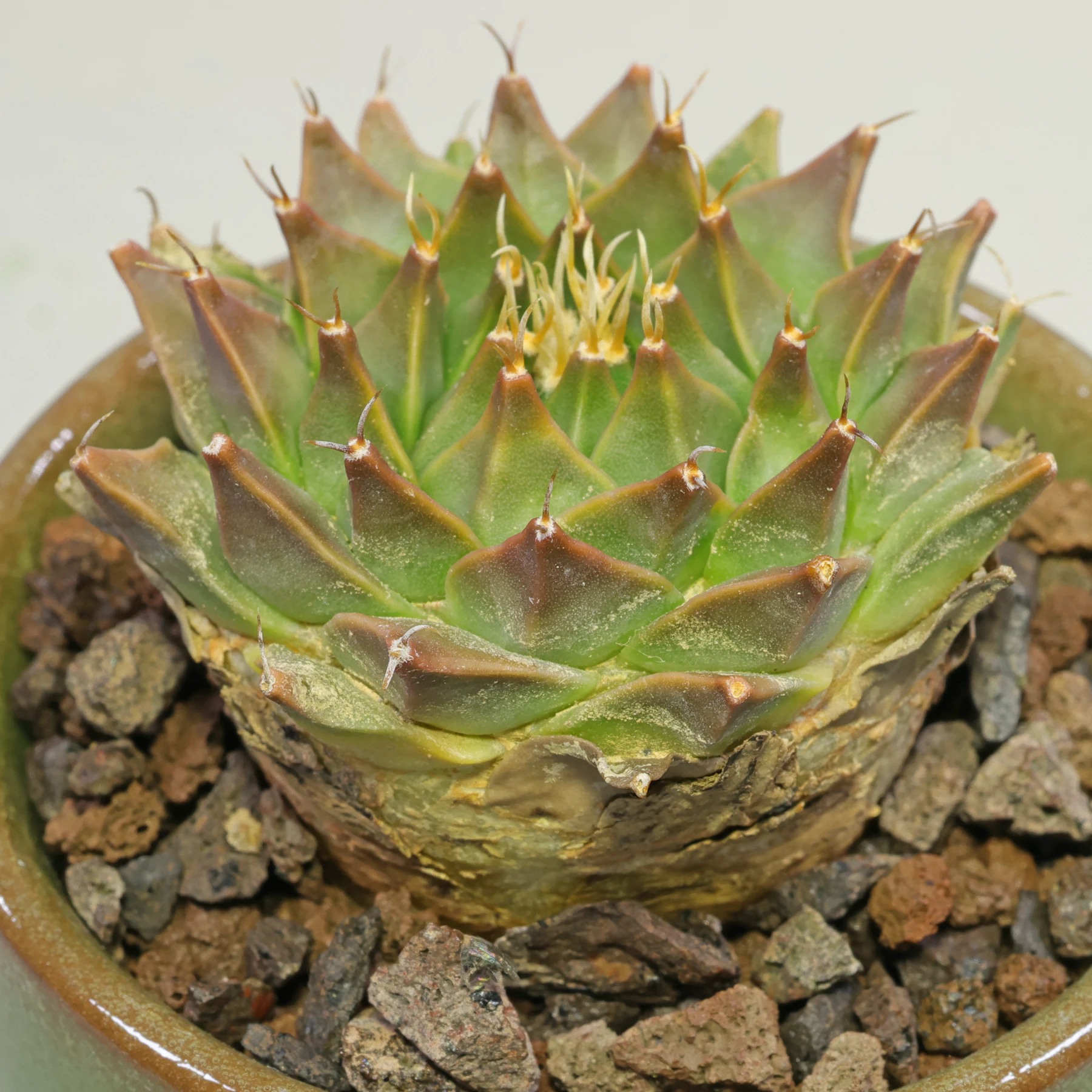 Obregonia denegrii