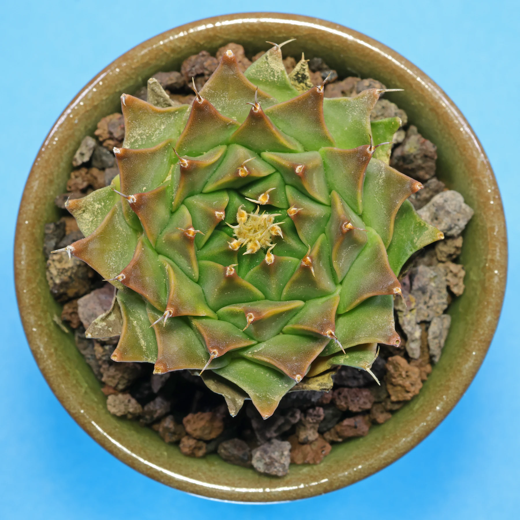 Obregonia denegrii